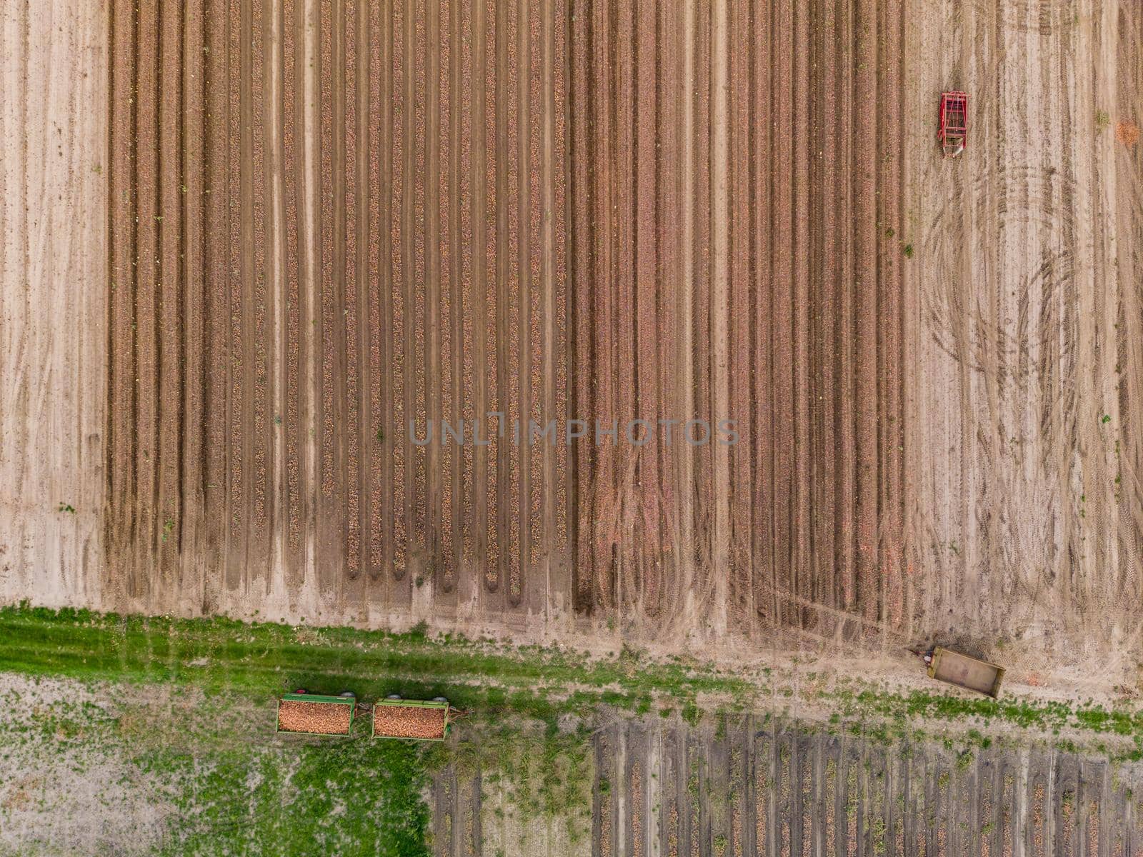 Aerial view of trailers filled with lots of onions from above in an onion field after harvest, Germany