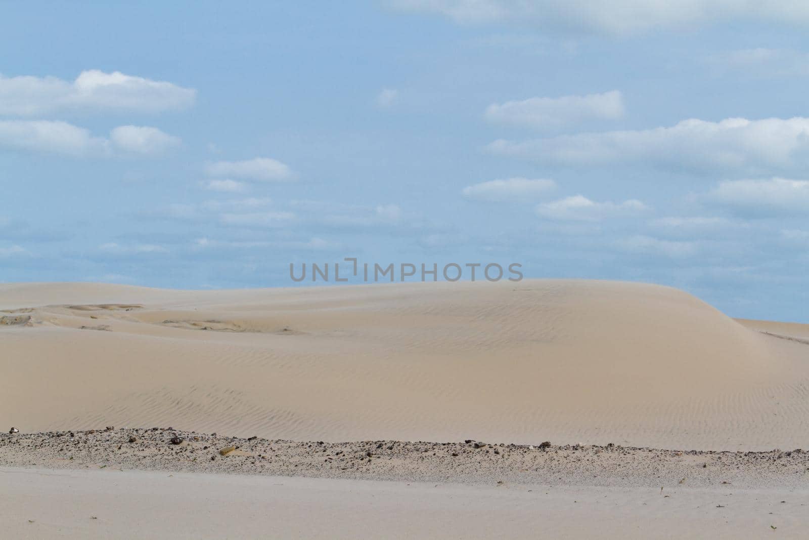 Coastal dunes of South Padre Island, TX.