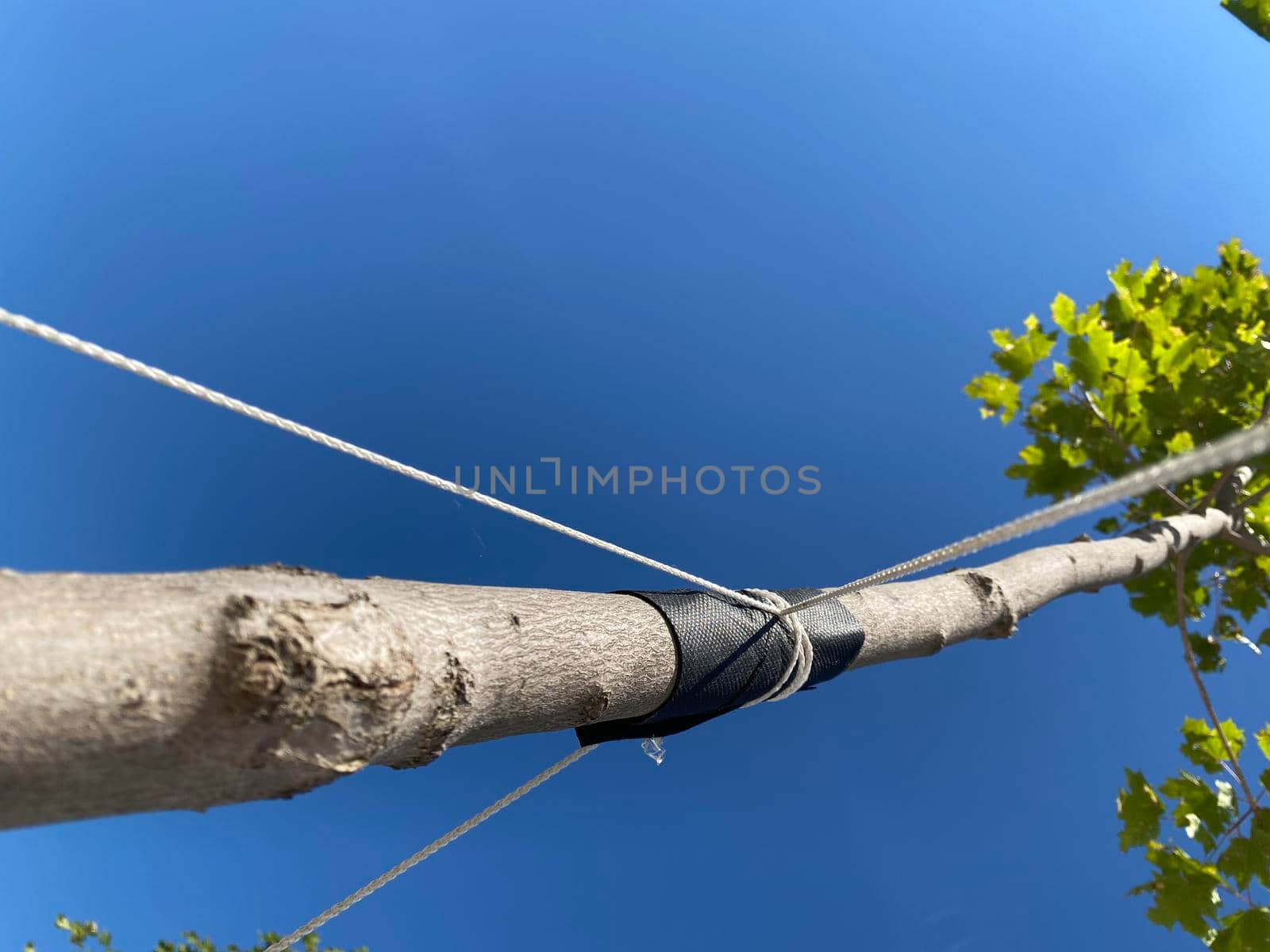 Garter of young trees. Strengthening a young tree with ropes. Garter a young tree with twine to protect against uprooting. Ecology, forest, urban plantations. vertical pic. Close-up.