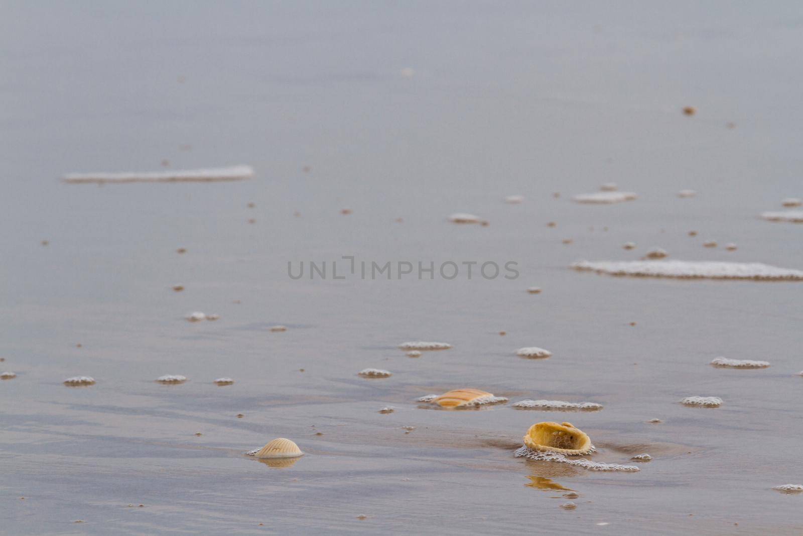 Small shells on the beach.