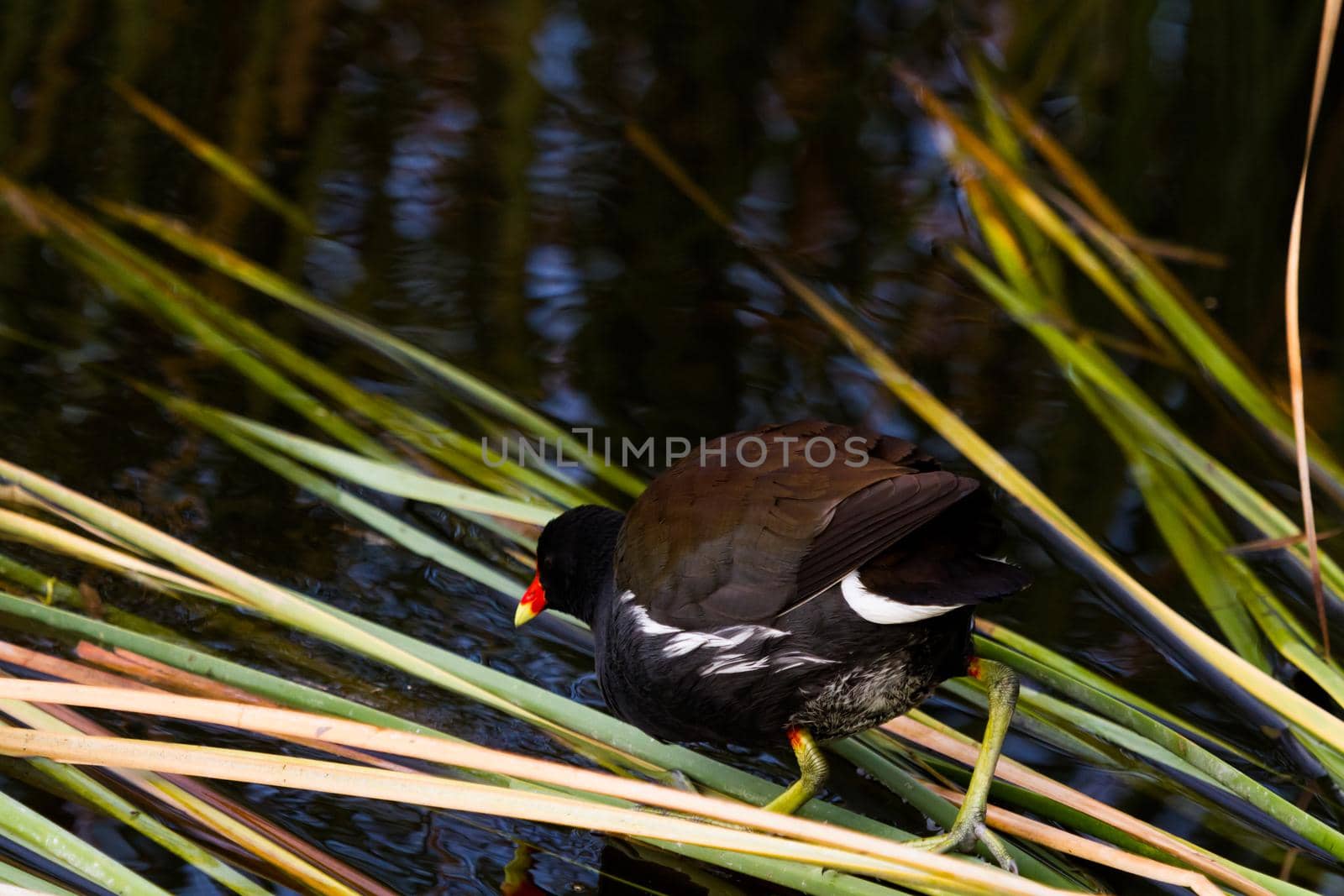 Common moorhen in natural habitat on South Padre Island, TX.