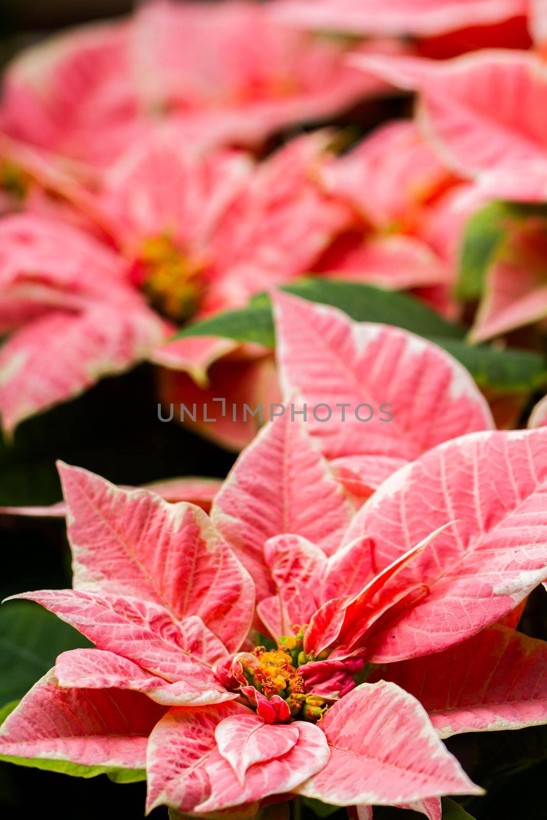 Bright poinsettias for the Christmas/holiday season.