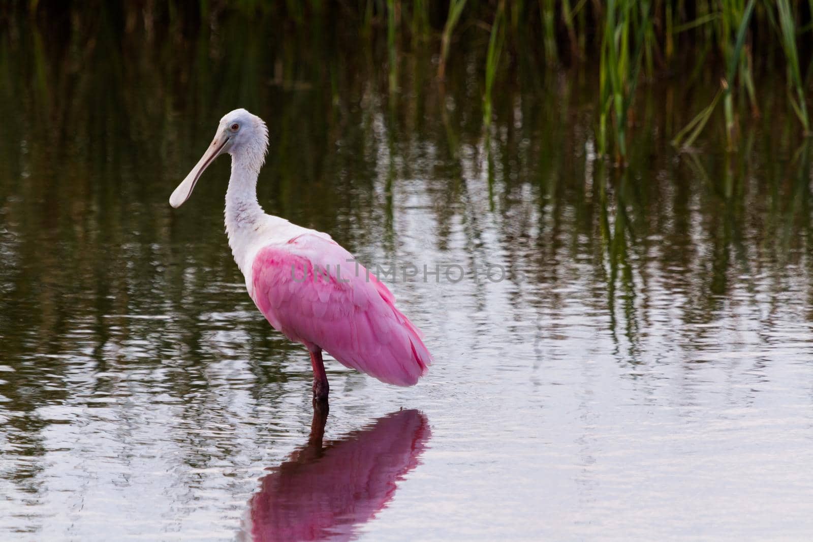 Roseate spoonhill in natural habitat on South Padre Island, TX.