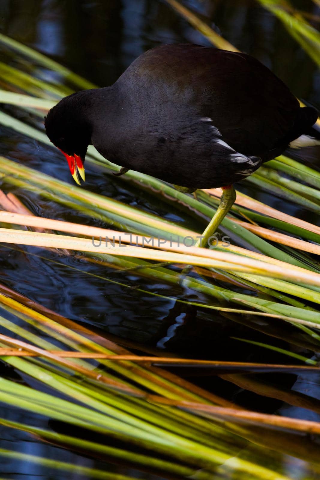 Common moorhen in natural habitat on South Padre Island, TX.