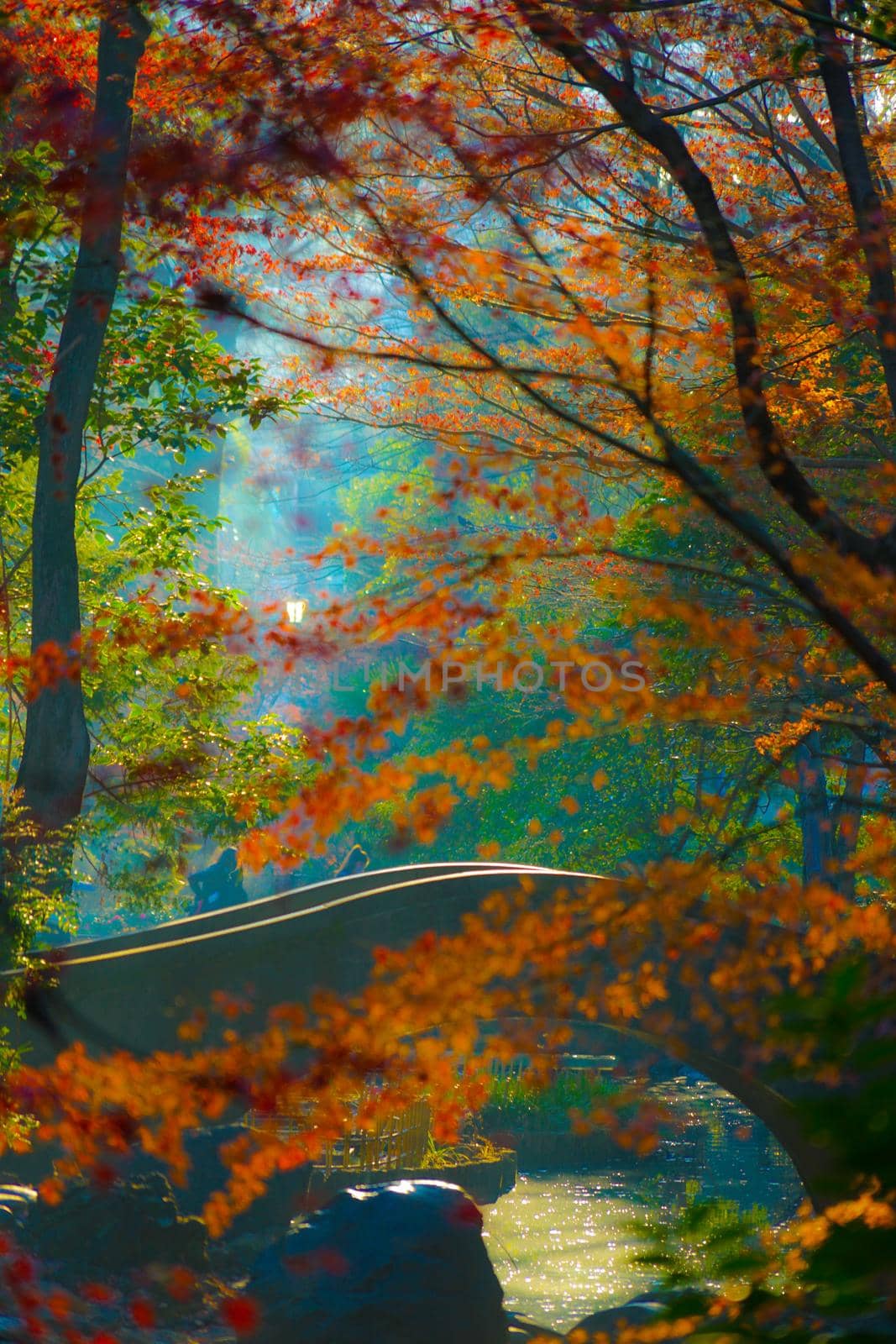 Arisugawa Park and autumn leaves. Shooting Location: Tokyo metropolitan area