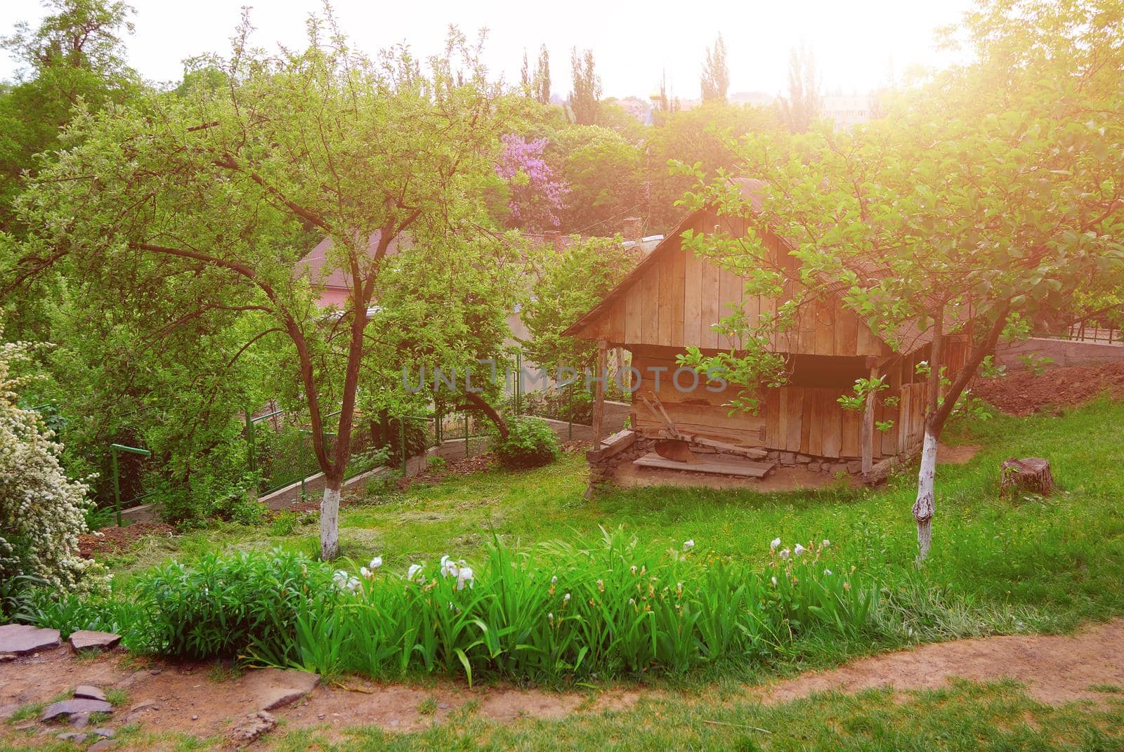 A typical Ukrainian landscape in spring or summer: white clay hut with a straw roof and a tree in the foreground.