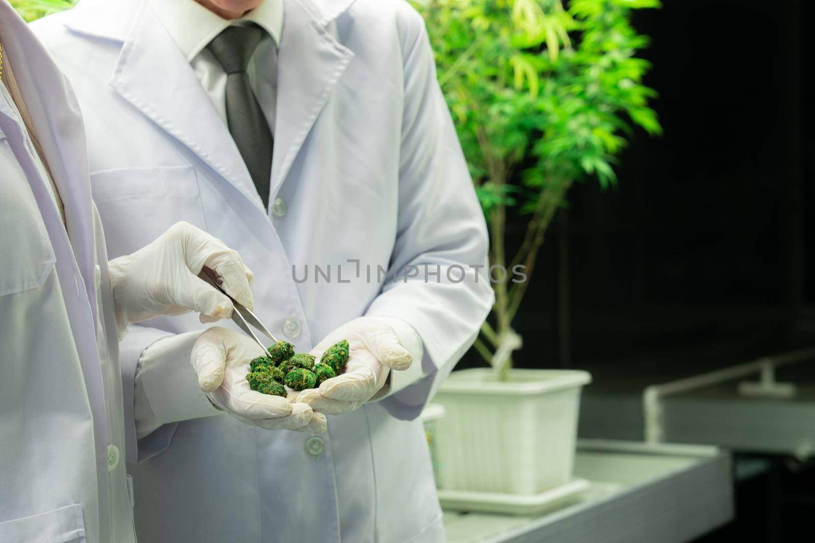 Closeup scientists grasping gratifying heap of cannabis weed buds with tweezers harvested from a curative indoor cannabis plant hydroponic farm. Cannabis farm in grow facility for high quality concept