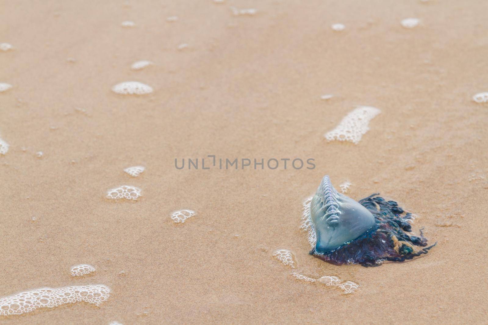 Portuguese Man O War Jellyfish on the beach of South padre, TX.