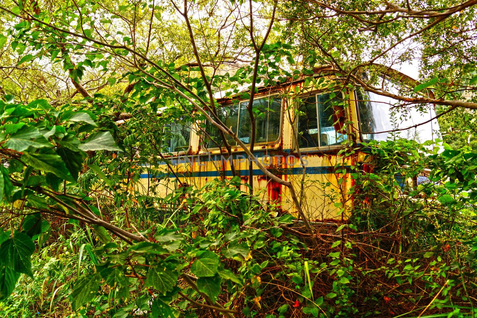 Bath thrown away in the forest. Shooting Location: Tokyo metropolitan area