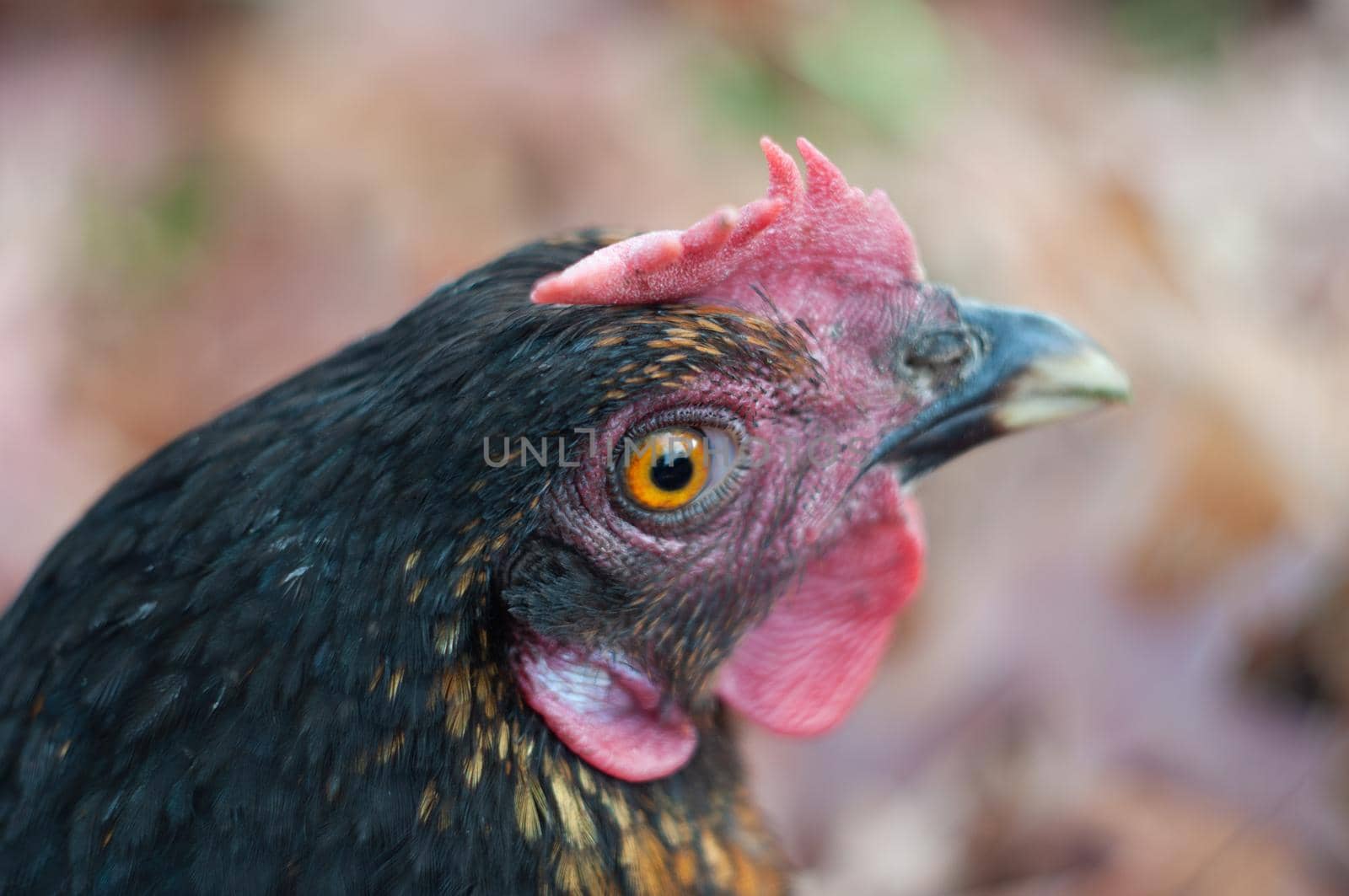 close-up portrait of a black hen, a surprised hen looks with an orange eye. High quality photo