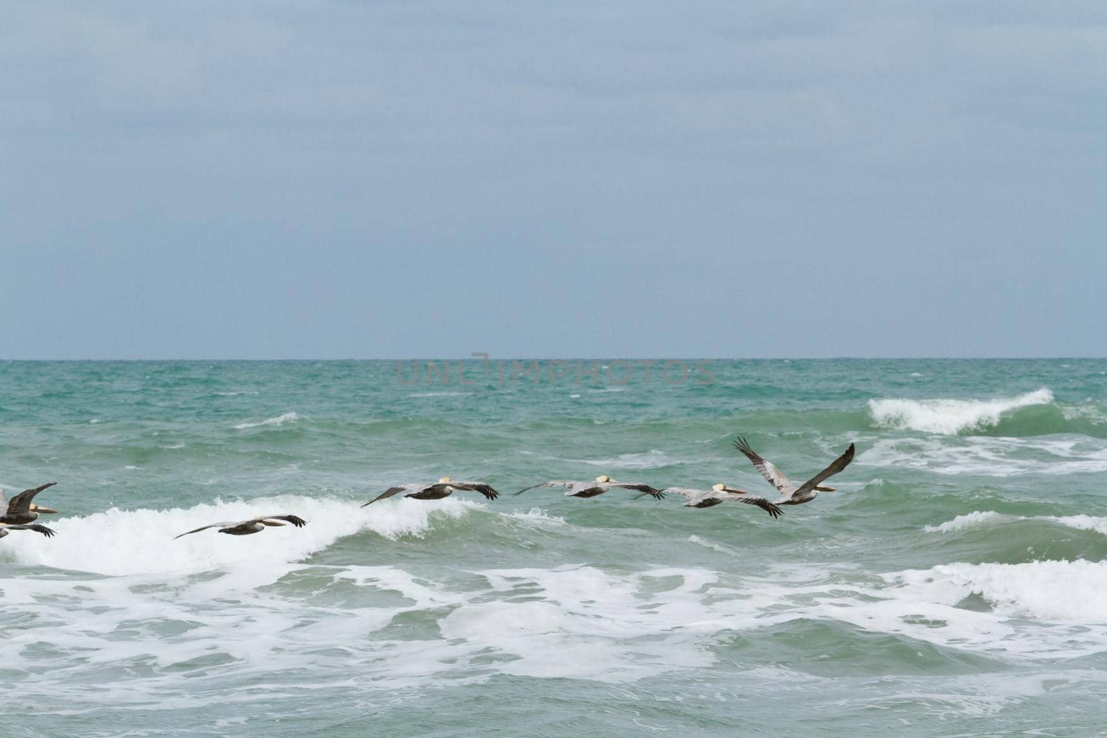 Brown pelicans near the shore of South Padre island, TX.