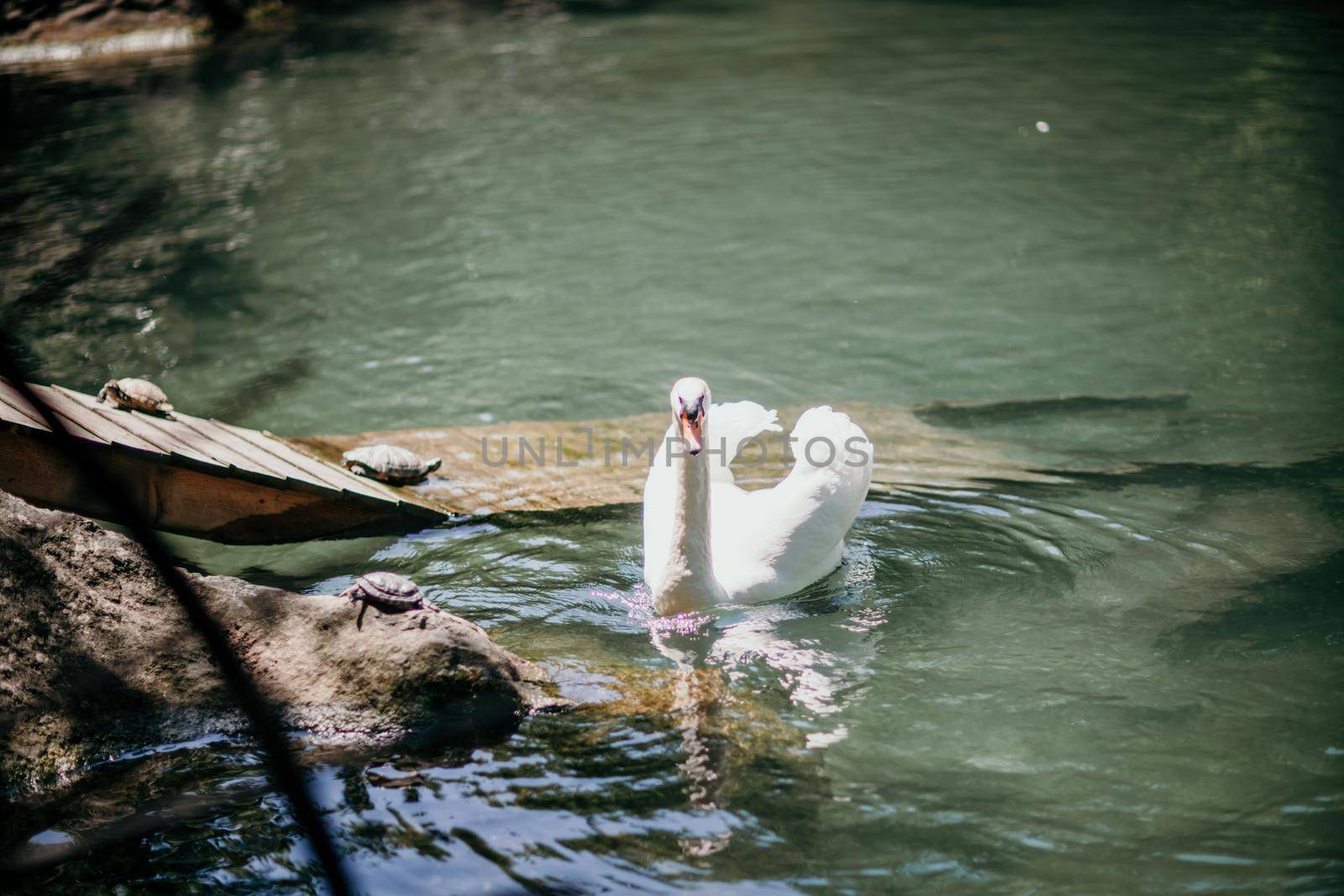 swan on blue lake water in sunny day, swans on pond, nature series. by Matiunina