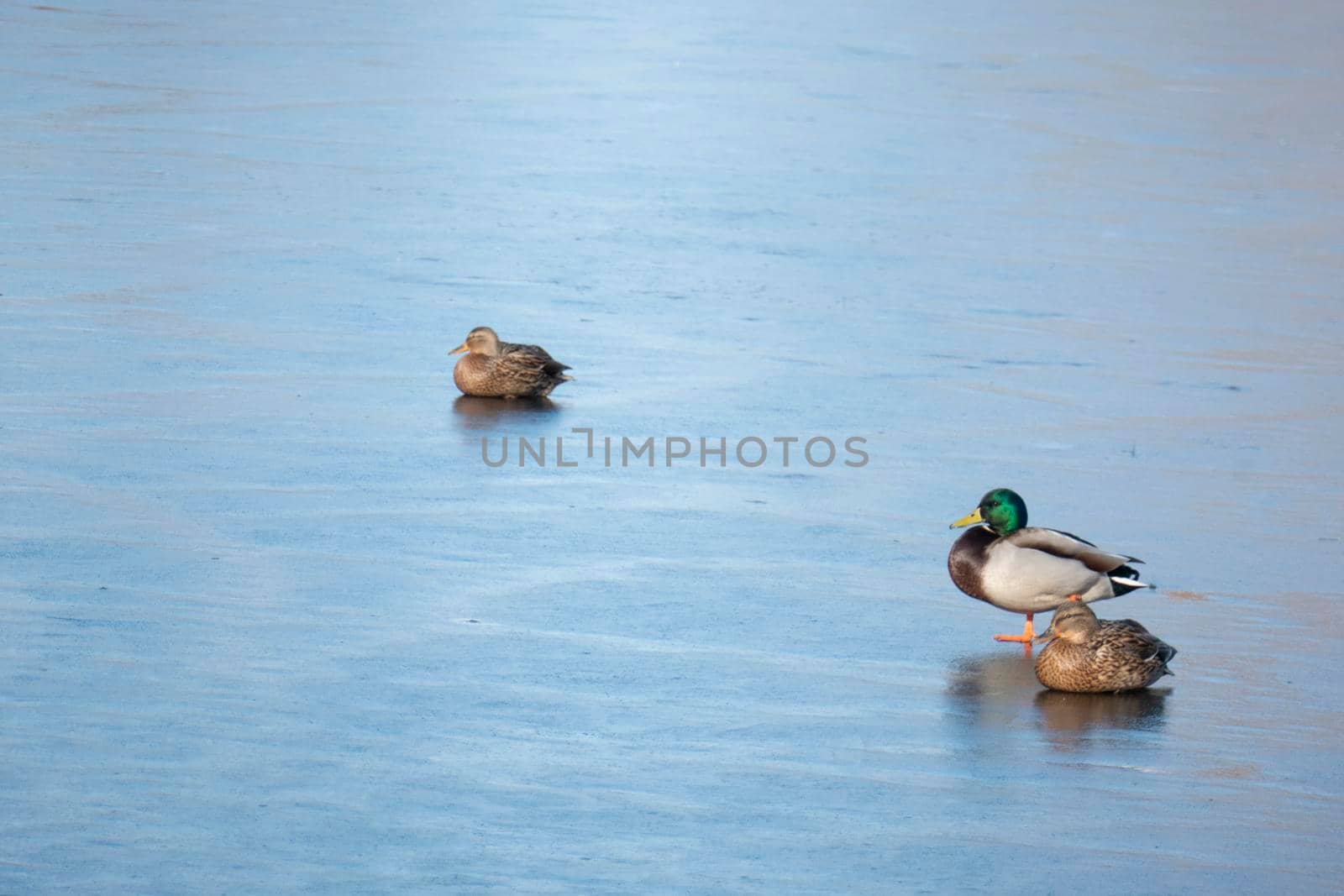 A flock of urban ducks close-up on the snow near the reservoir on a clear winter day.