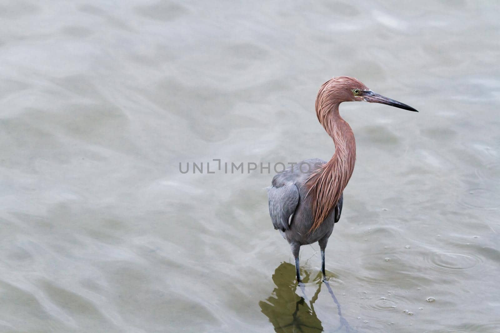 Raddish heron in native habitat on South Padre Island, TX.