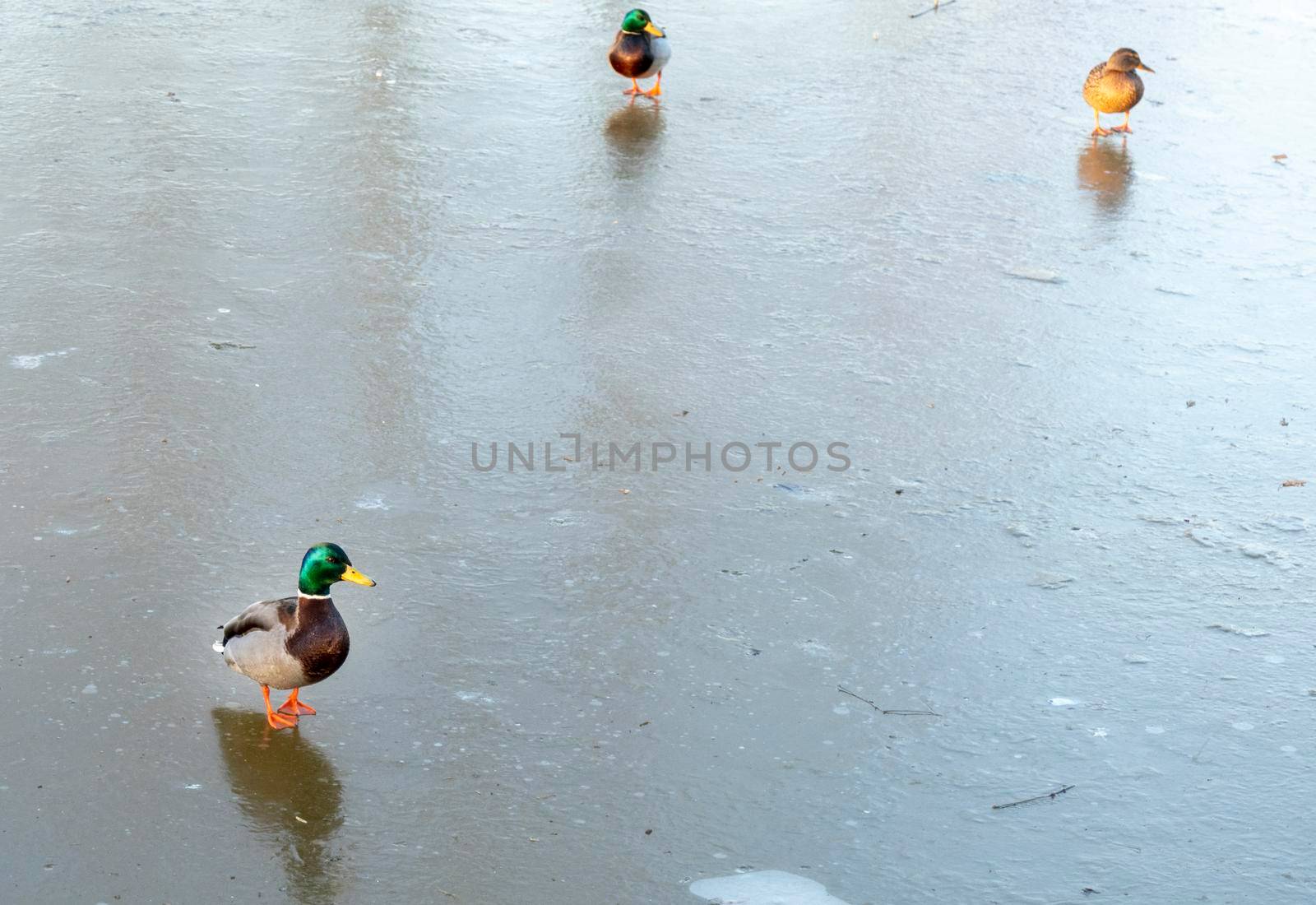 A duck for the winter. They're sitting in the ice. Copy space for text. Wild life of animals near people