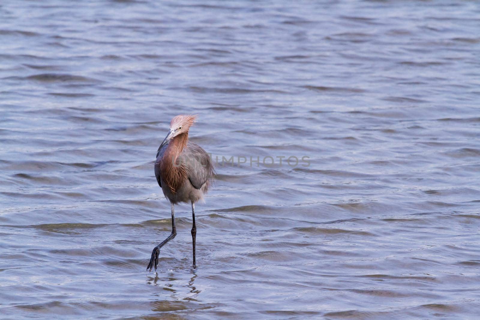Reddish heron in natural habitat on South Padre Island, TX.