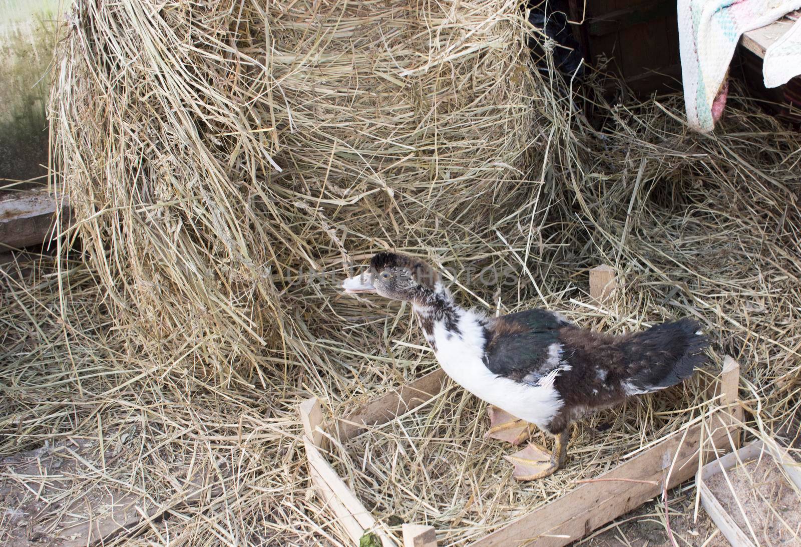 Ducklings in a home farm. Close up of duckling