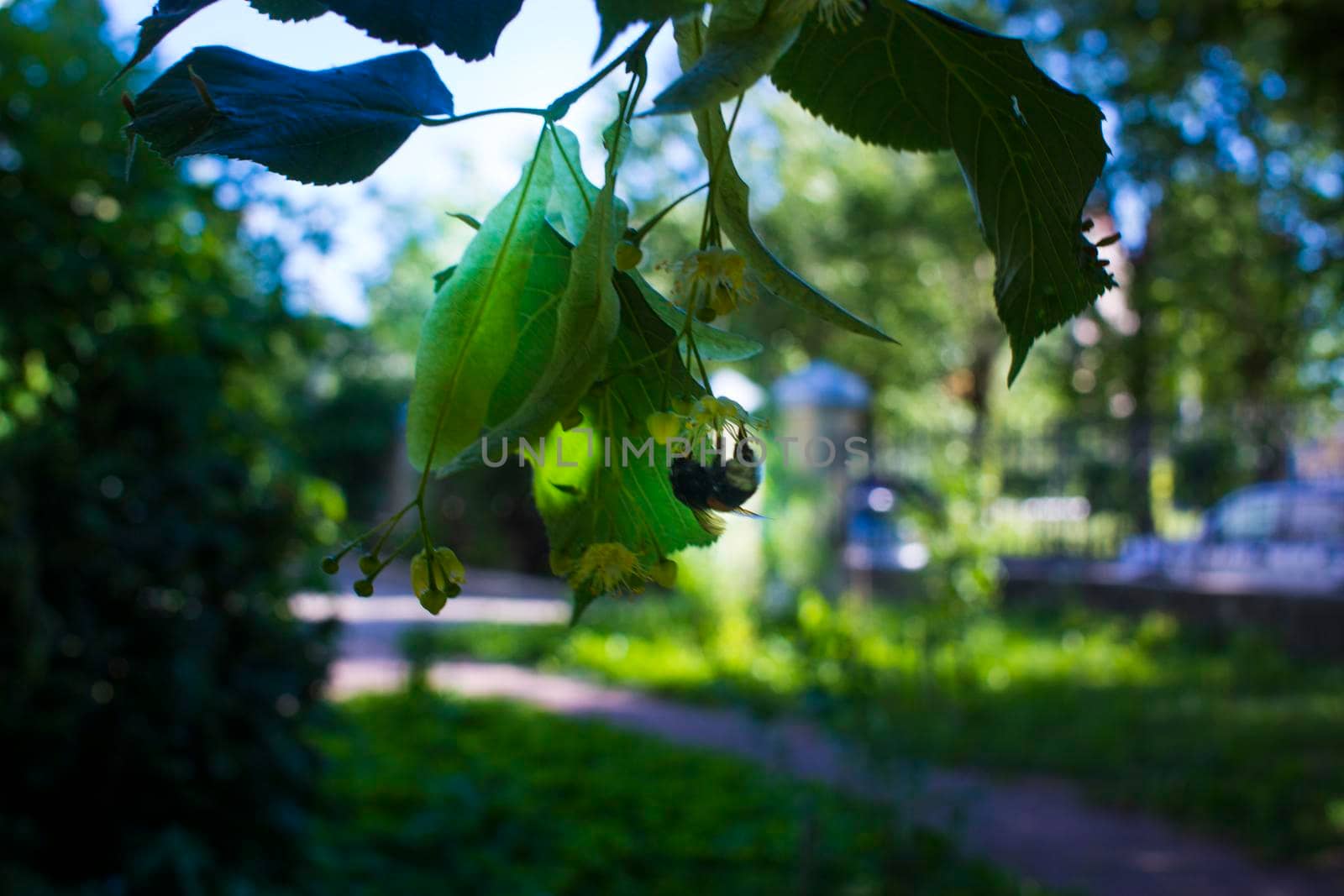 Tilia, linden tree, basswood or lime tree with unblown blossom. Tilia tree is going to bloom. A bee gathers lime-colored honey by kajasja