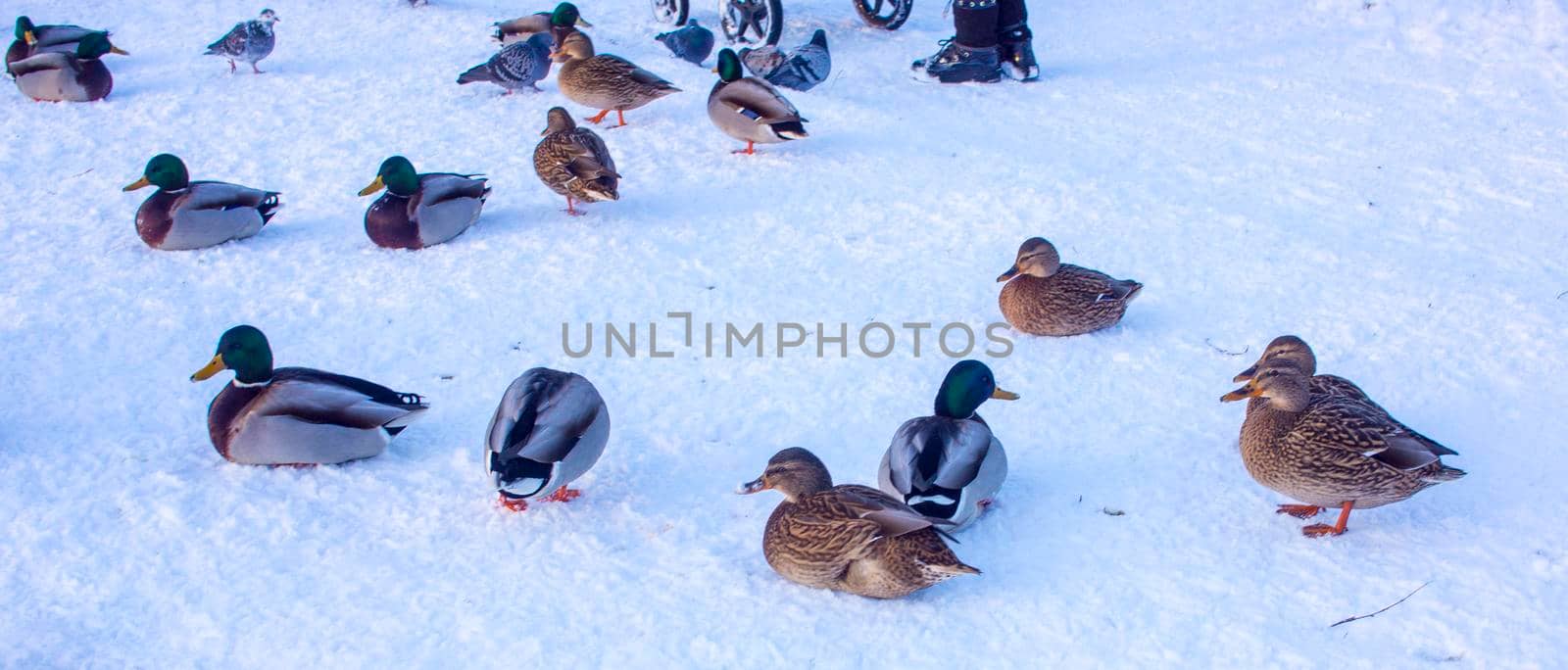 A group of ducks - common mallard - are landing on the lake during a sunny day in winter. The pond is partly frozen.