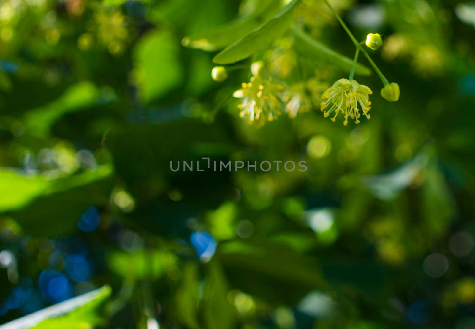 Close up of the clusters of blooming flowers of common life Tilia x europaea, also known as linden, basswood, lime tree, lime bush.bumblebee collects nectar, lime honey