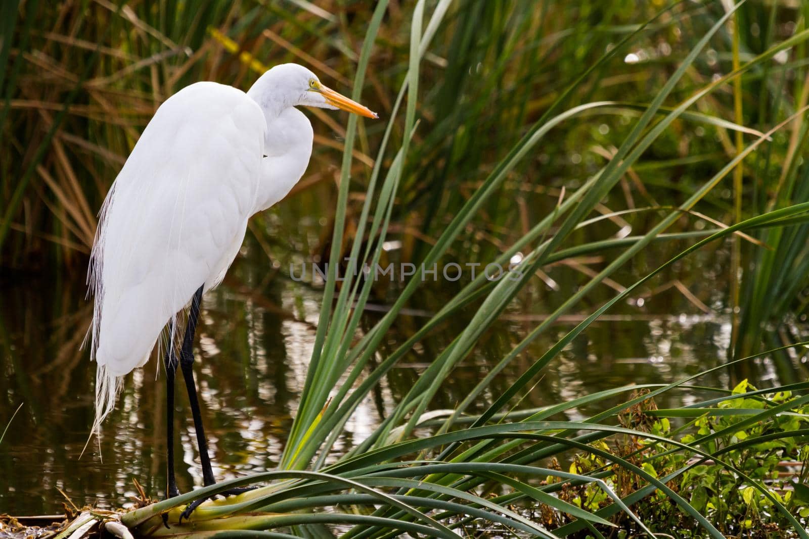 Snowy egret in natural habitat on South Padre Island, TX.