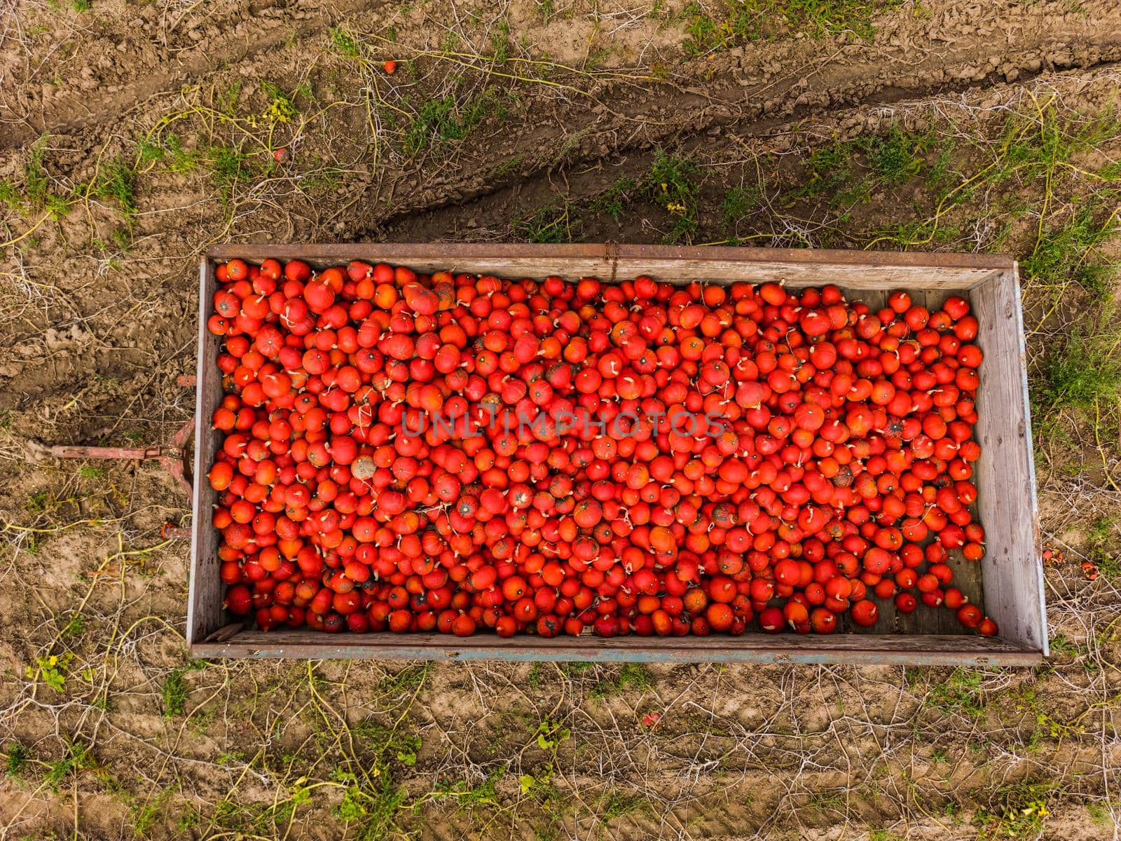 An agricultural trailer on a field full of Hokkaidos seen directly from above