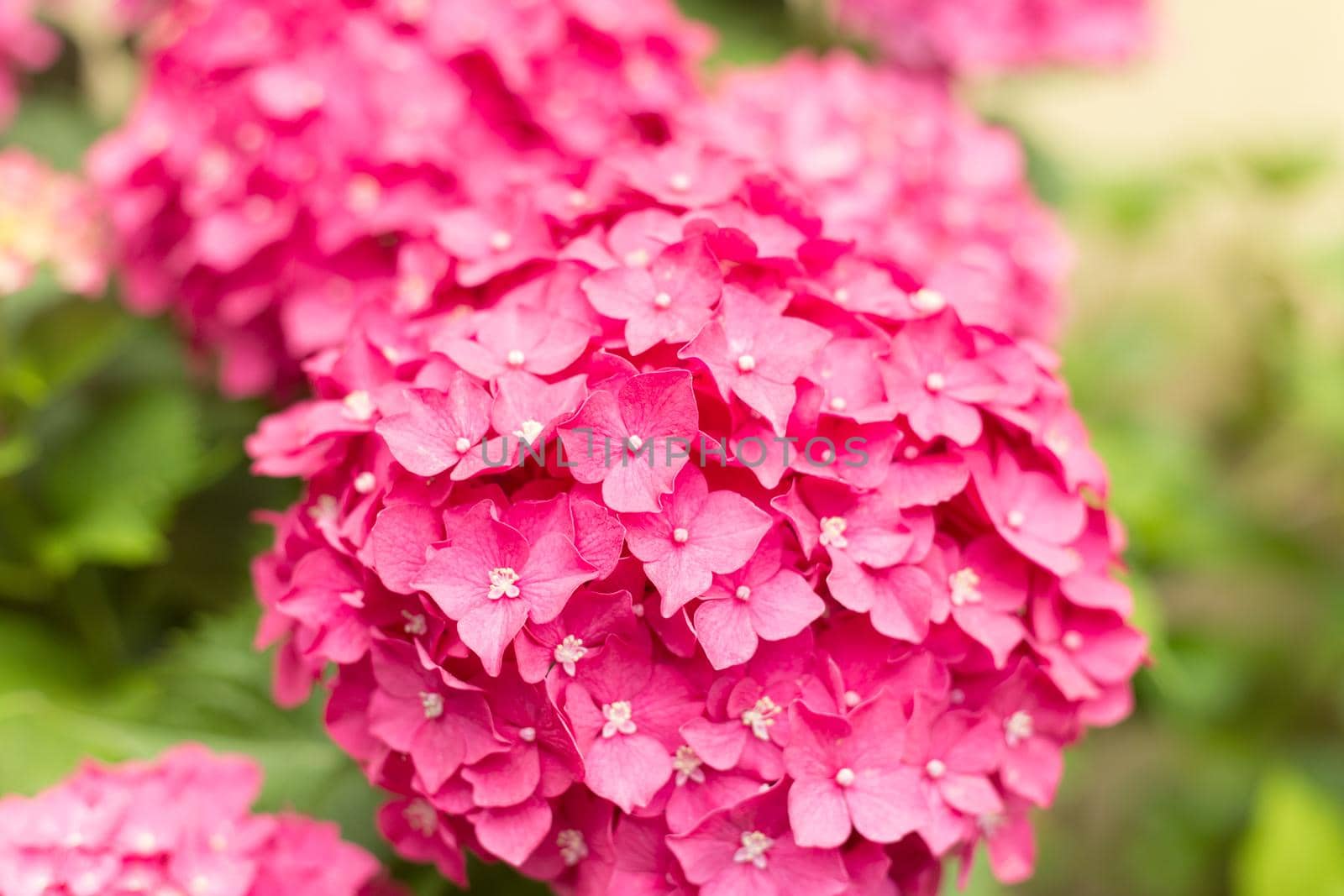 Close Up Light Pink Hortensia Fresh Flowers Blur Background. by AnaBabii