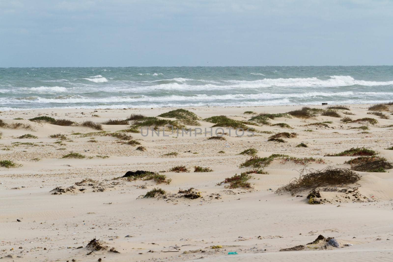 Coastal dunes of South Padre Island, TX.