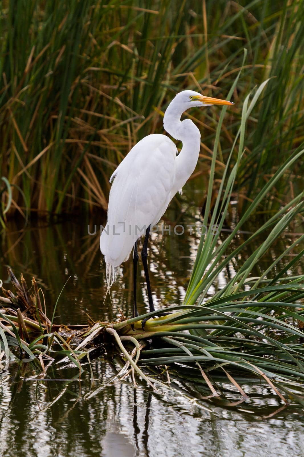 Snowy egret in natural habitat on South Padre Island, TX.