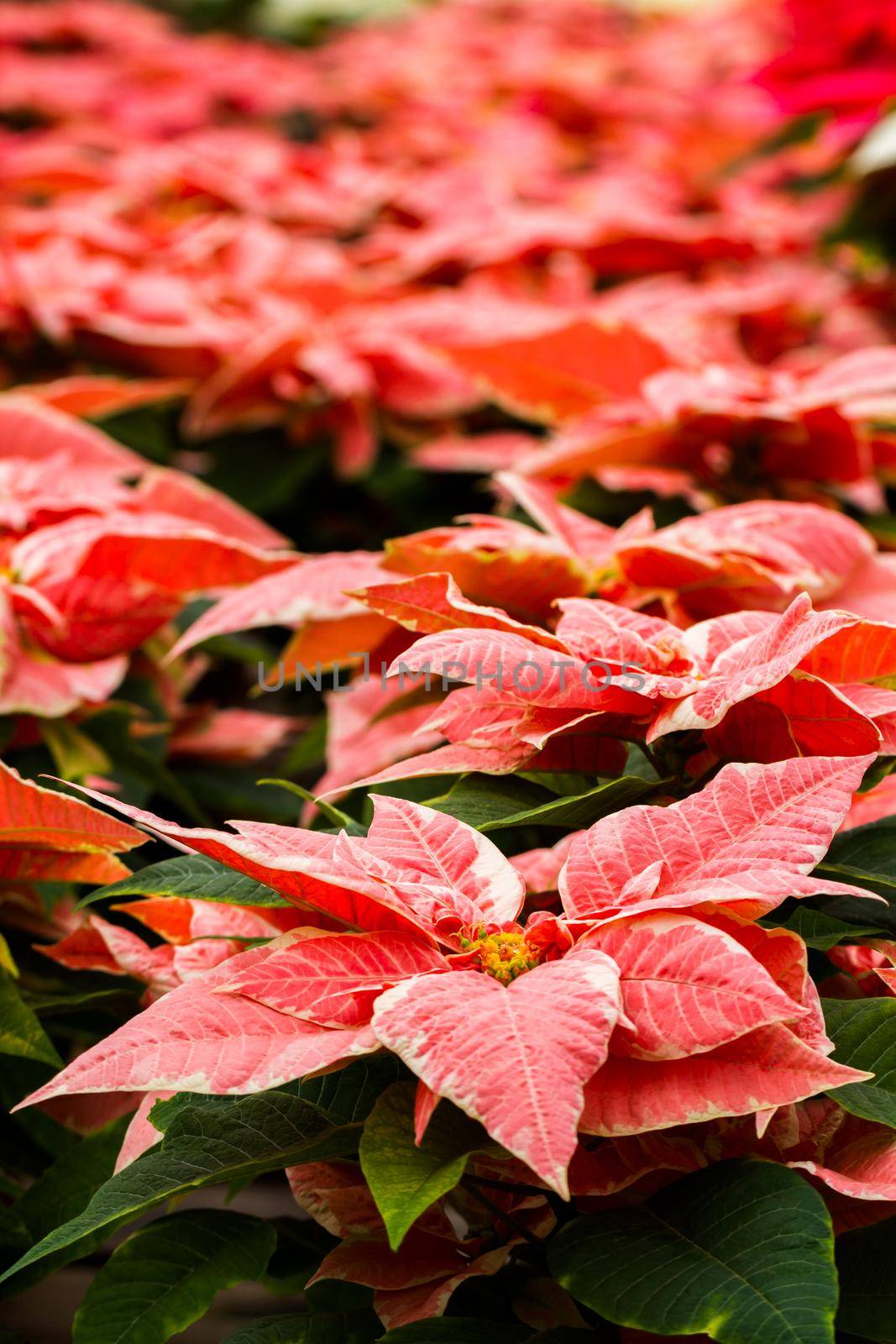 Bright poinsettias for the Christmas/holiday season.