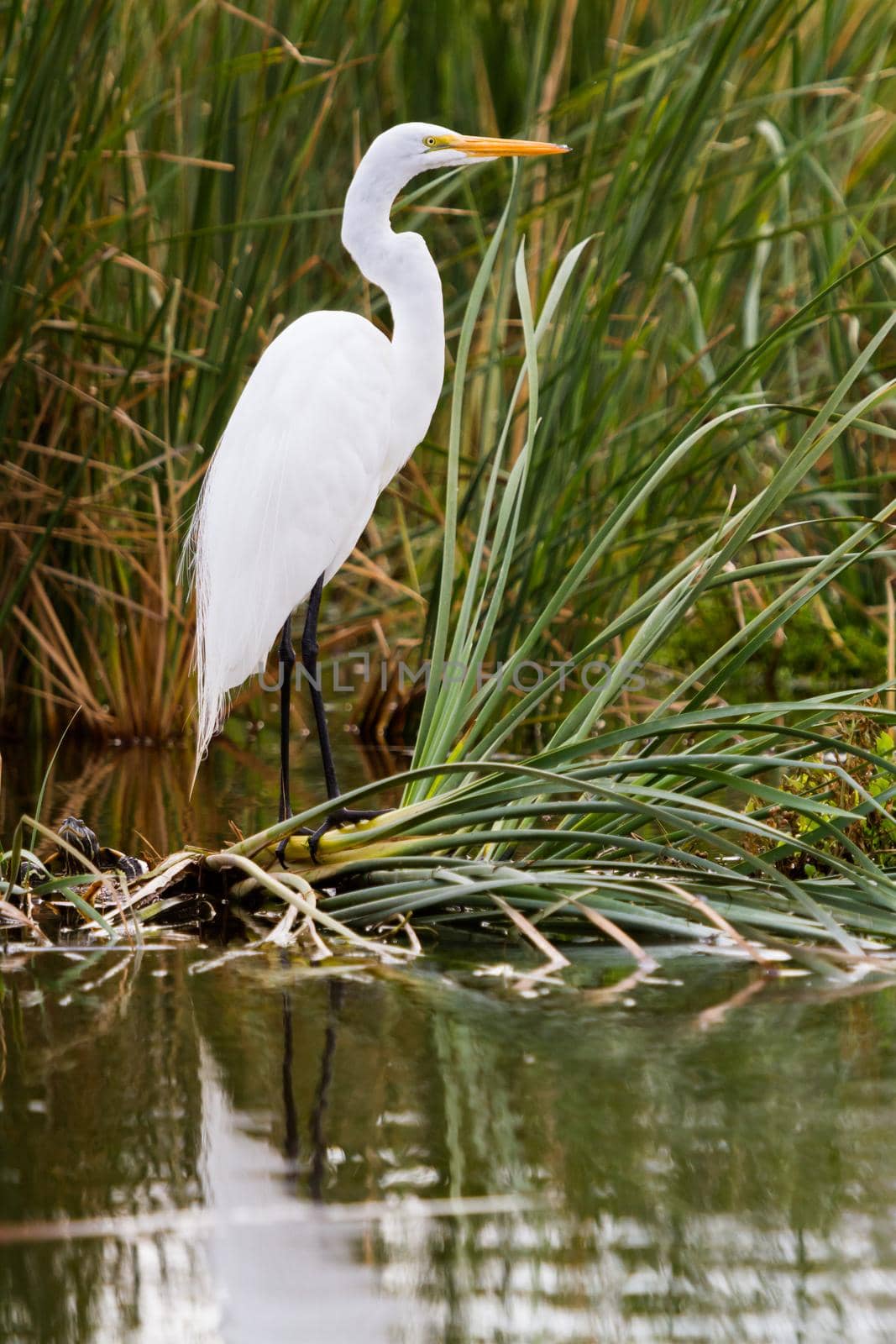 Snowy egret in natural habitat on South Padre Island, TX.