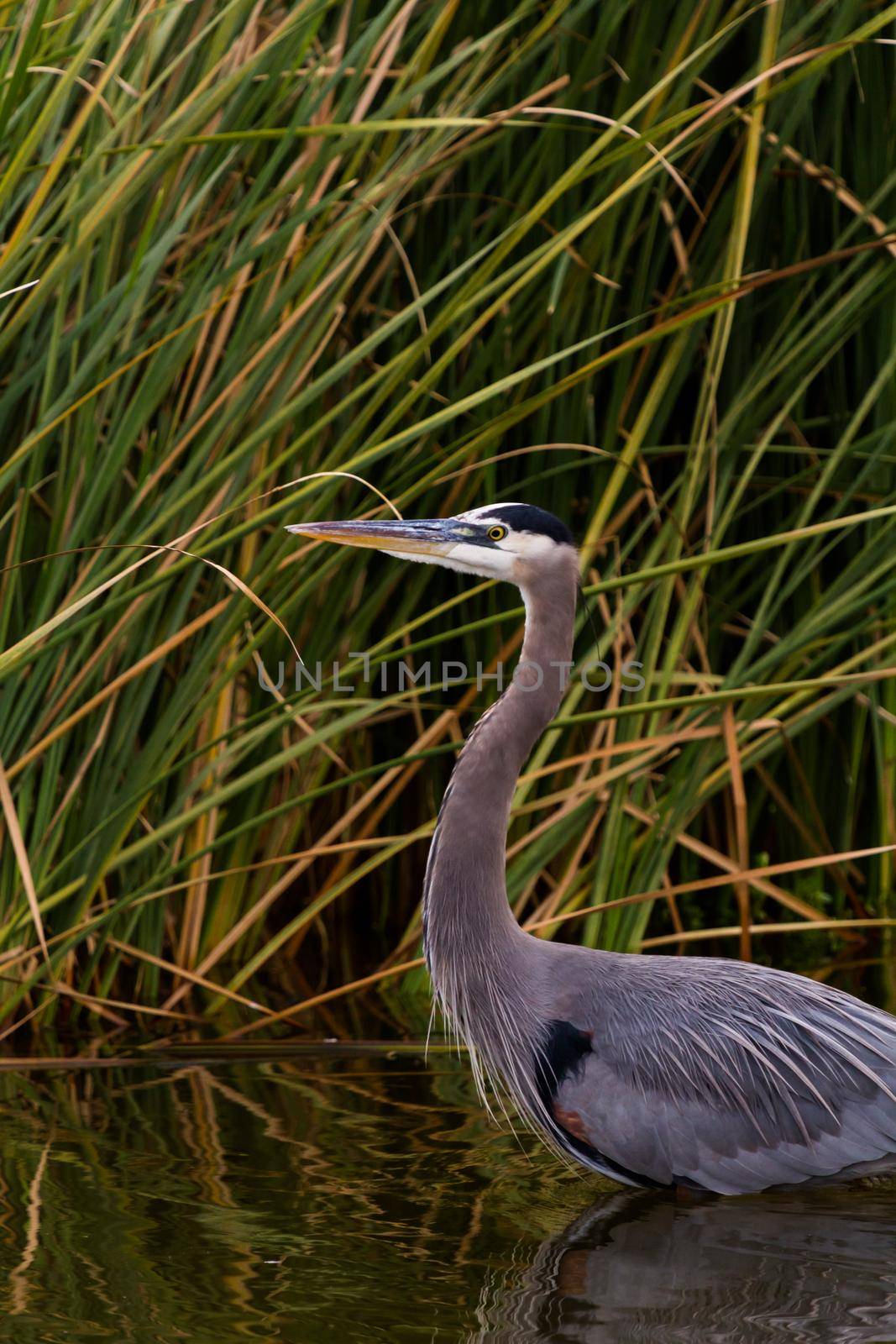 Great blue heron in natural habitat on South Padre Island, TX.