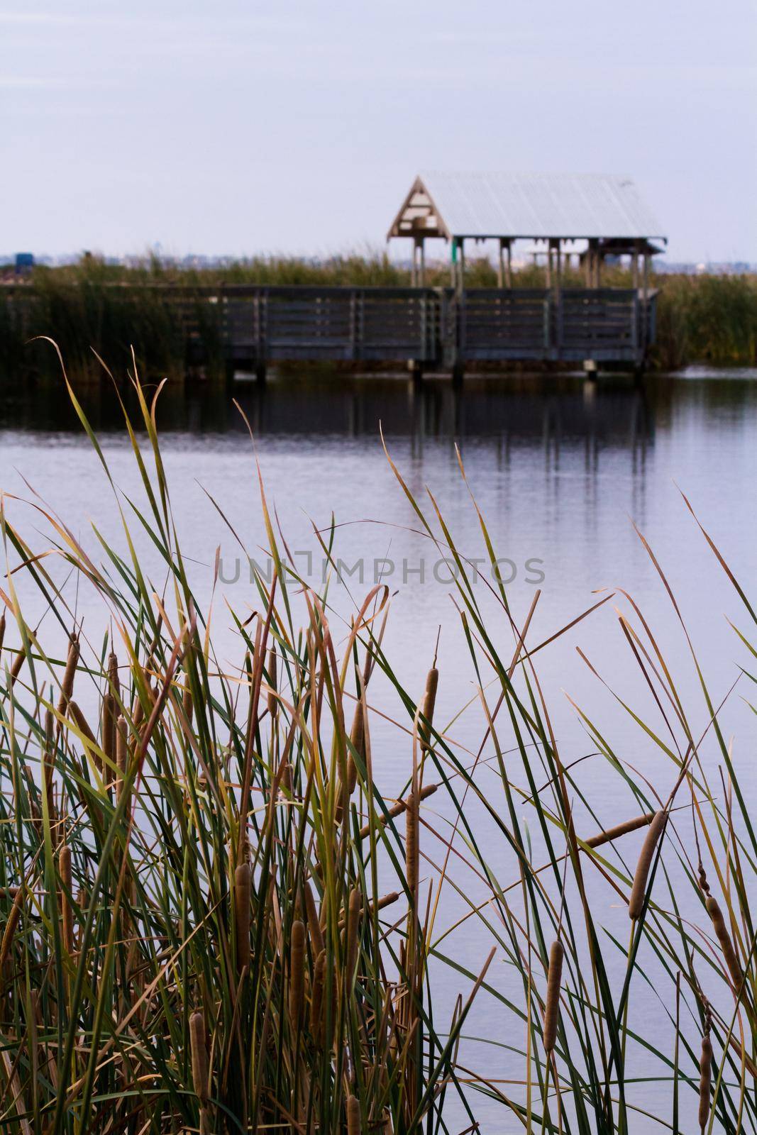 Bird blind on South Padre Island, TX.