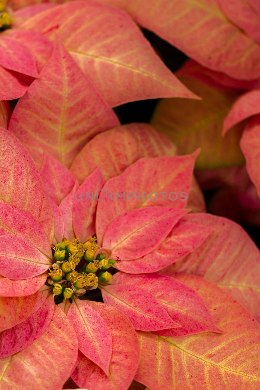 Bright poinsettias for the Christmas/holiday season.