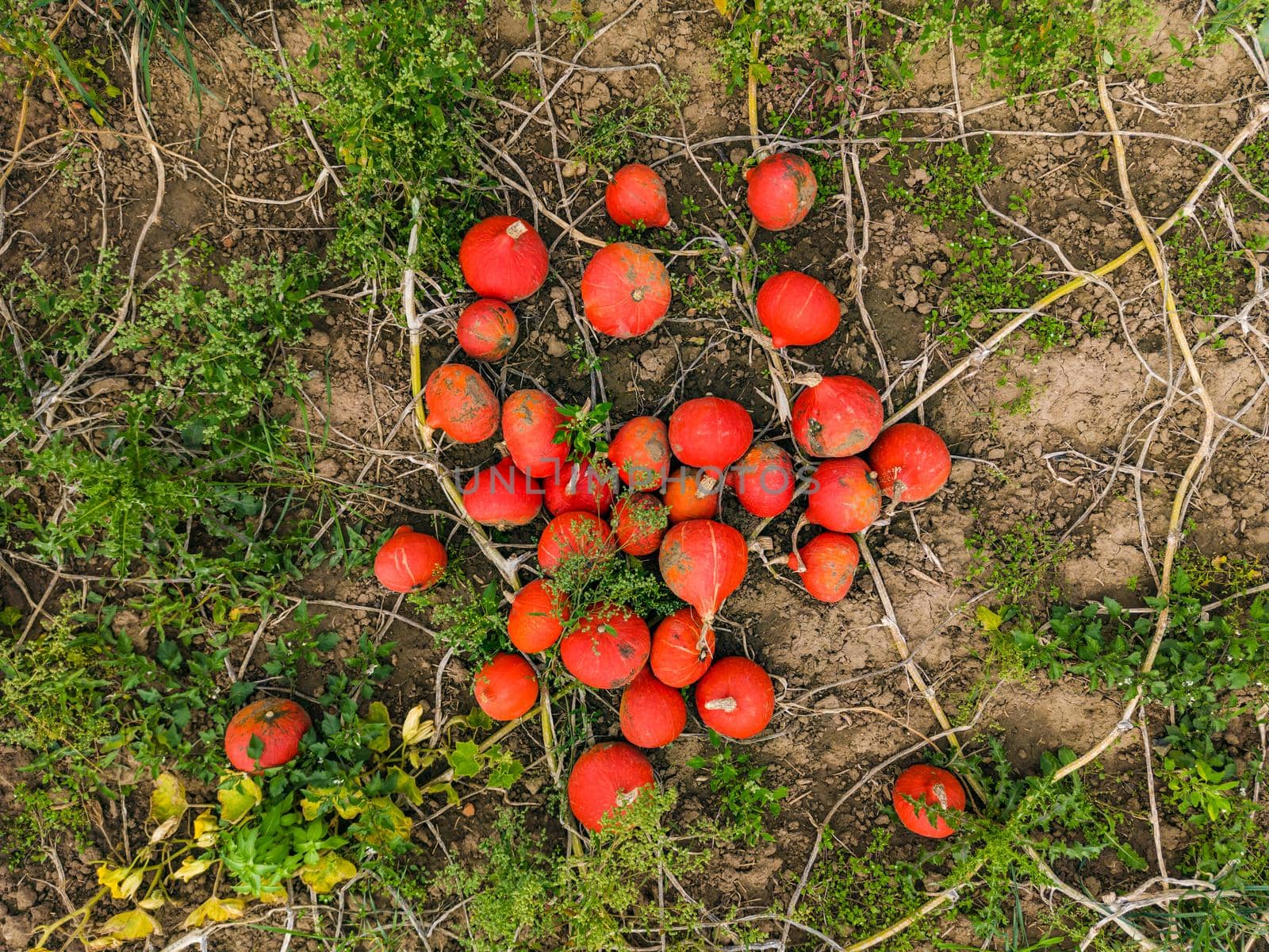 Drone shot of Hokkaido pumpkins between foliage directly from above, Germany