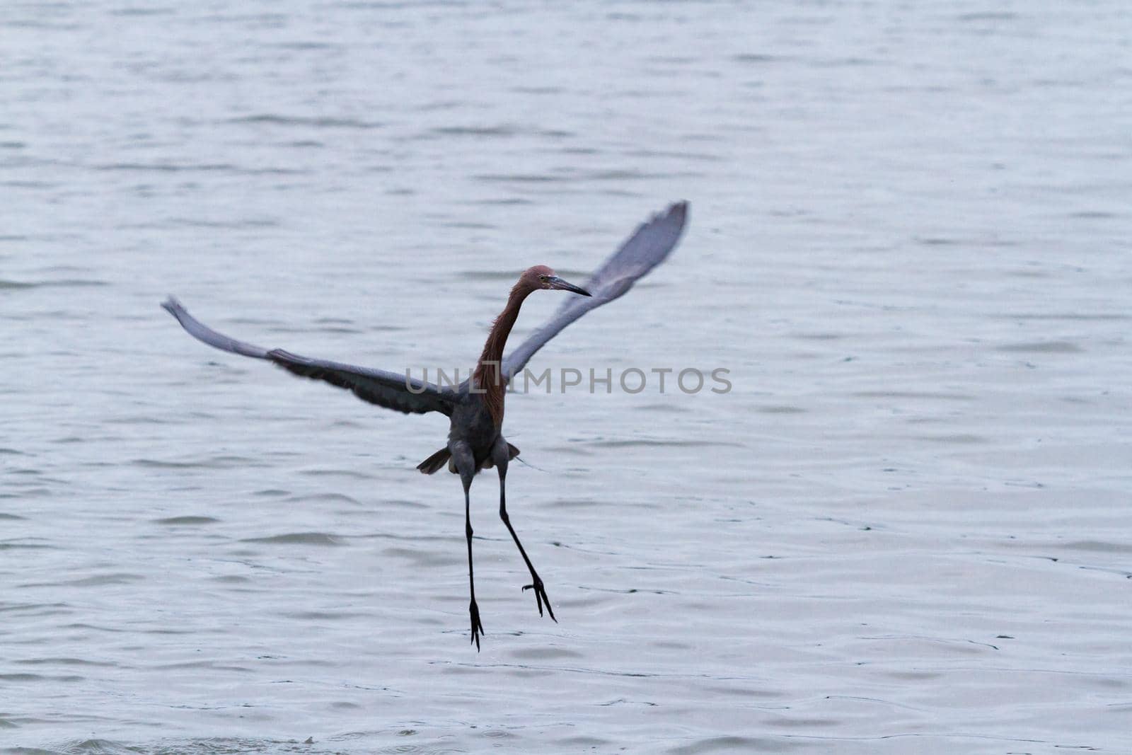 Raddish heron in native habitat on South Padre Island, TX.