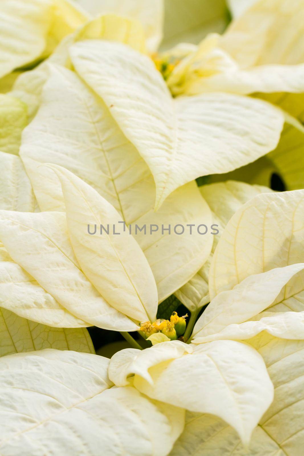 Bright poinsettias for the Christmas/holiday season.