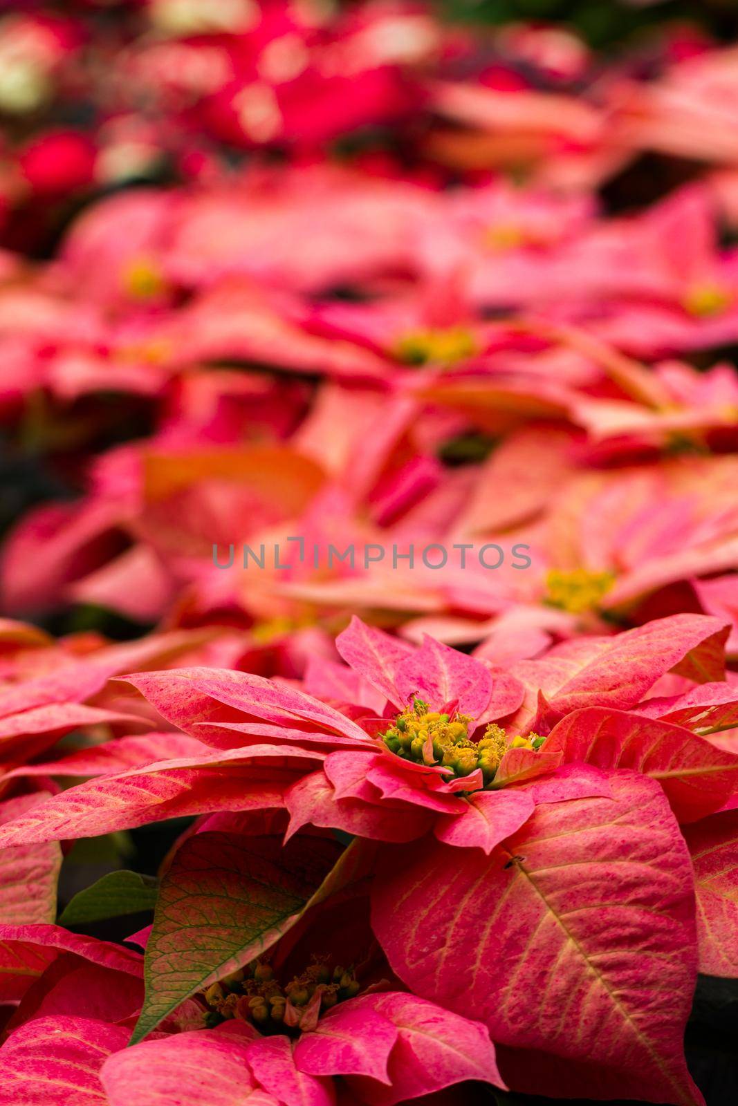 Bright poinsettias for the Christmas/holiday season.