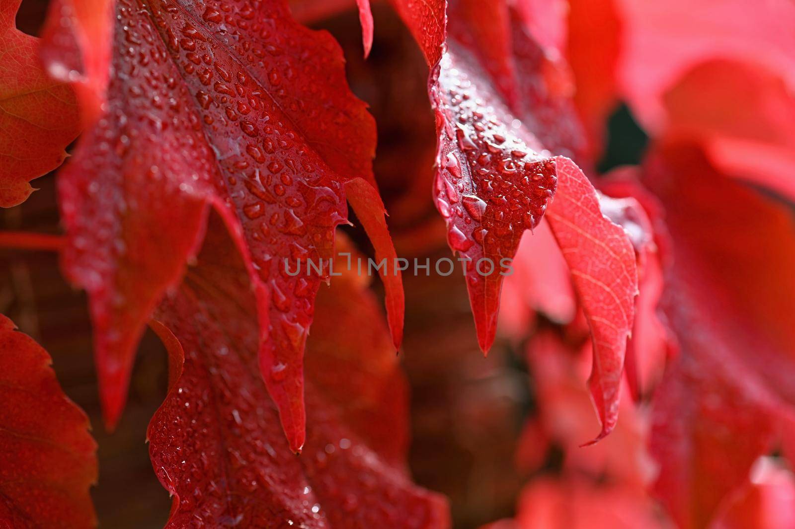 Autumn background. Beautiful colorful leaves from a tree. Fall time in the nature. Water drops - concept for rainy season.