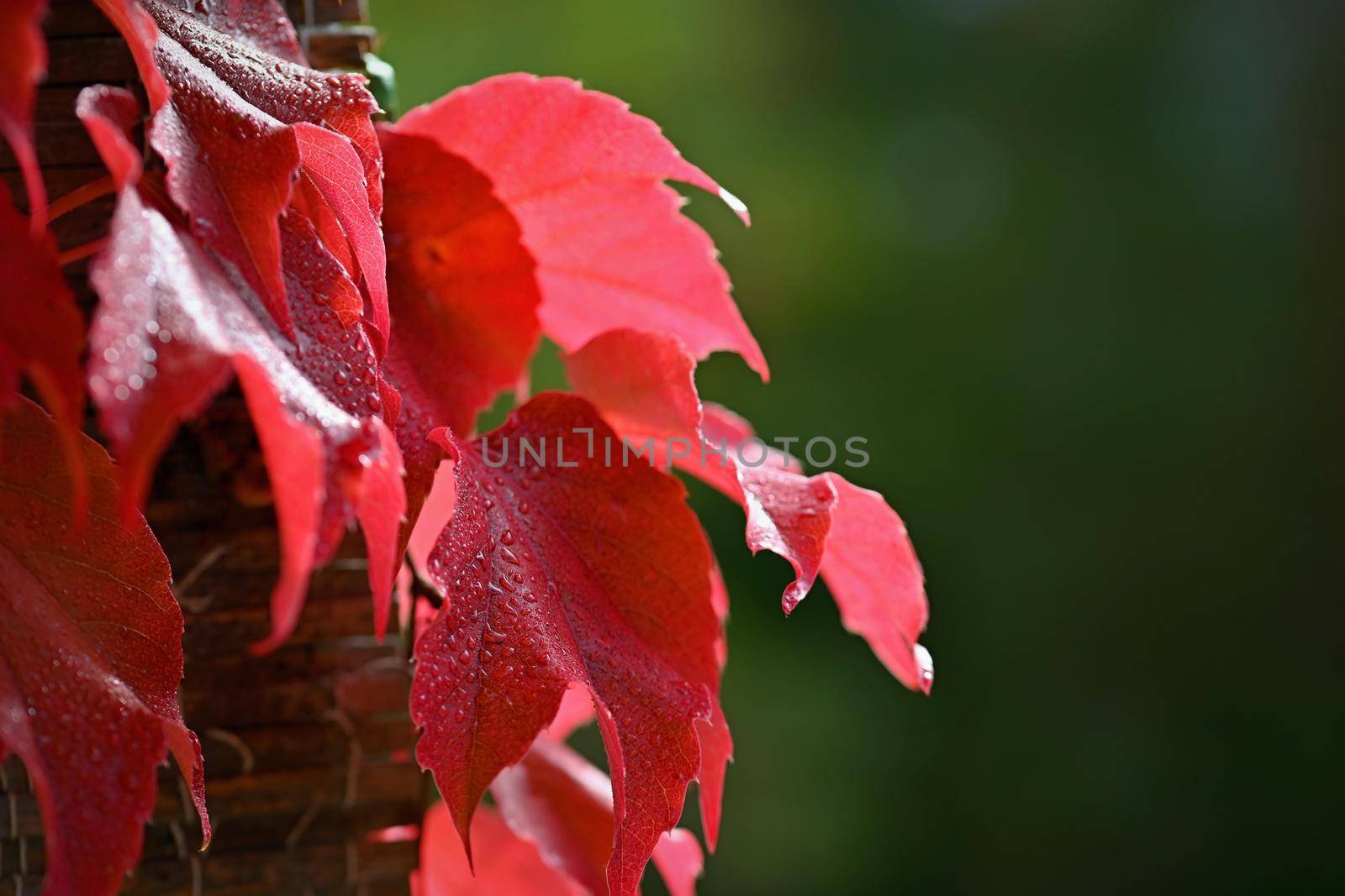 Autumn background. Beautiful colorful leaves from a tree. Fall time in the nature. Water drops - concept for rainy season. by Montypeter