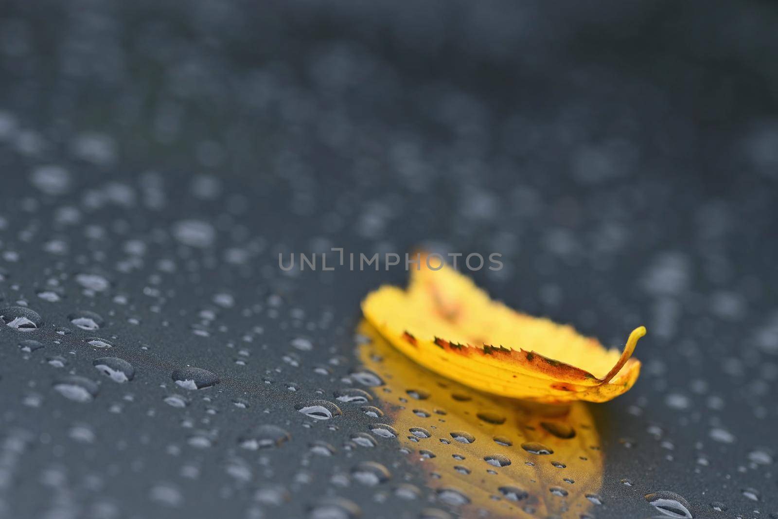 Autumn background. Beautiful colorful leaves from a tree. Fall time in the nature. Water drops - concept for rainy season.