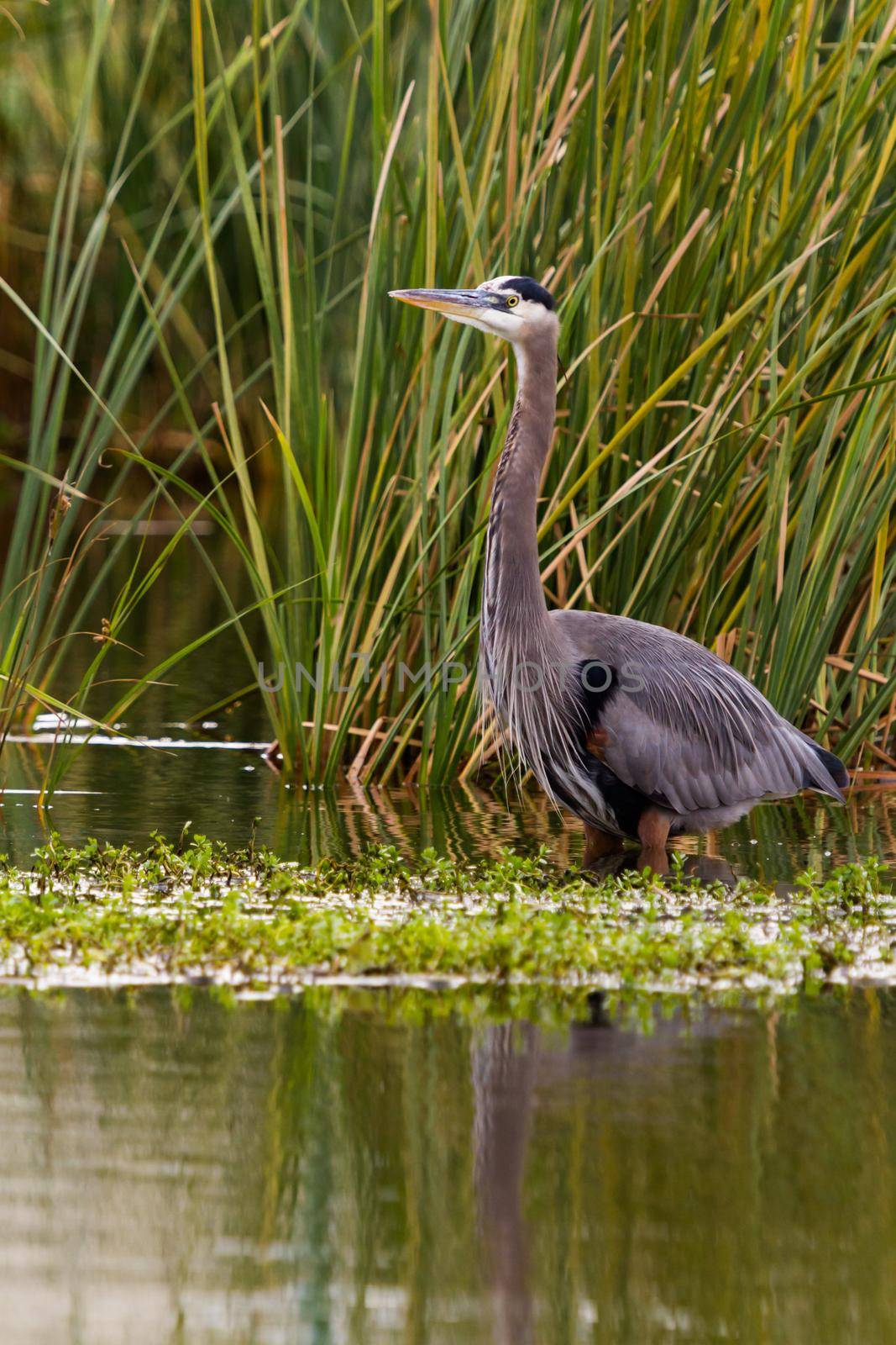 Great blue heron in natural habitat on South Padre Island, TX.