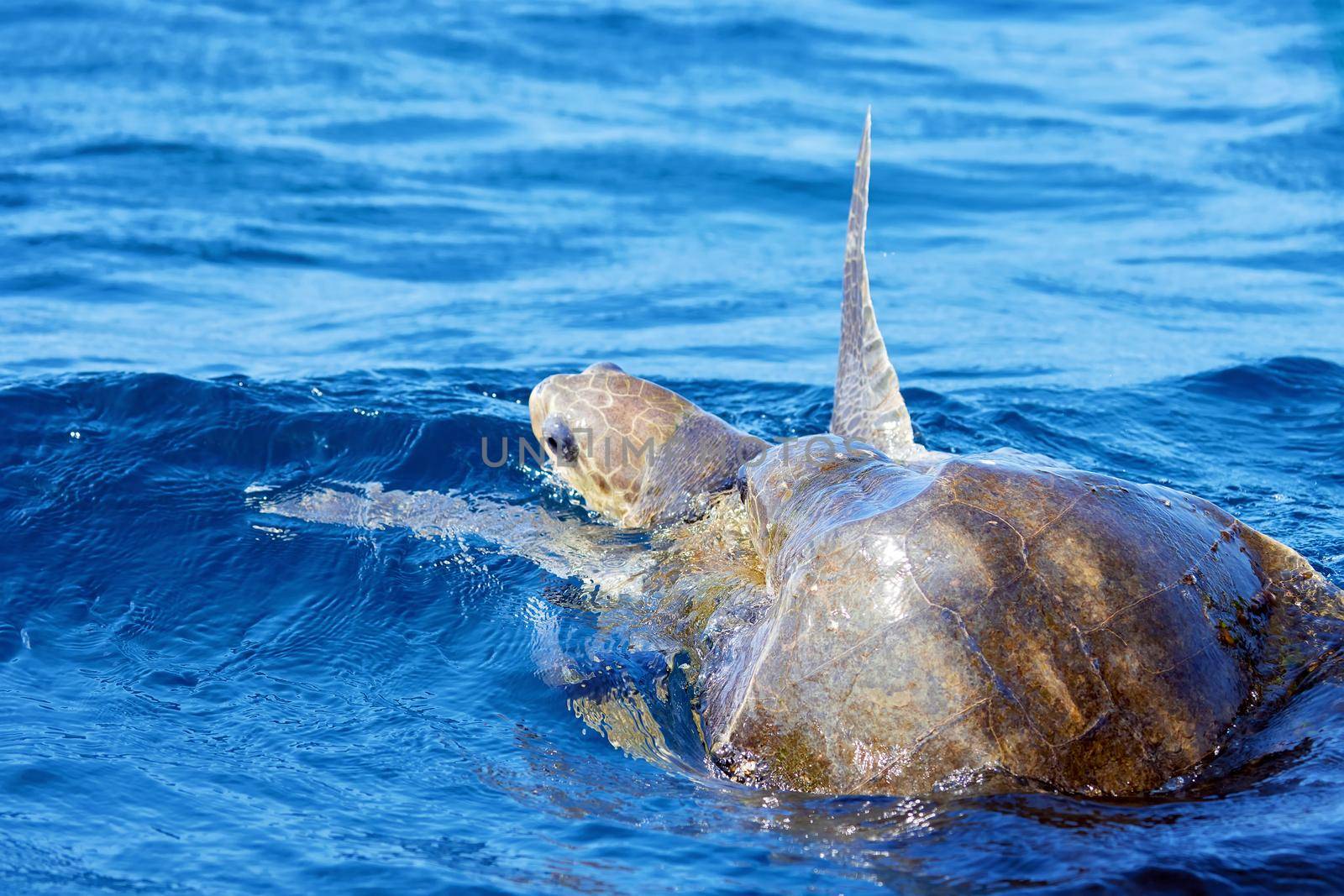 Mating of sea turtles in the open ocean. Olive ridley sea turtles or Lepidochelys olivacea during the mating games. The life of marine reptiles.