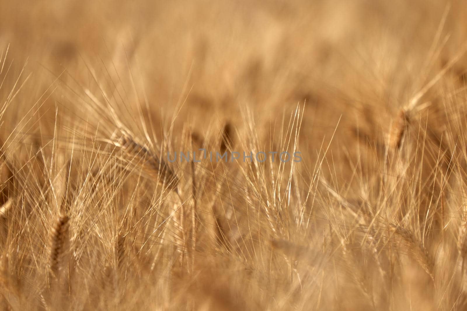 Wheat ears in the field, food background. Ears of wheat ripen in the field. Wheat field, agriculture, agricultural background. Ecological clean food, food safety.