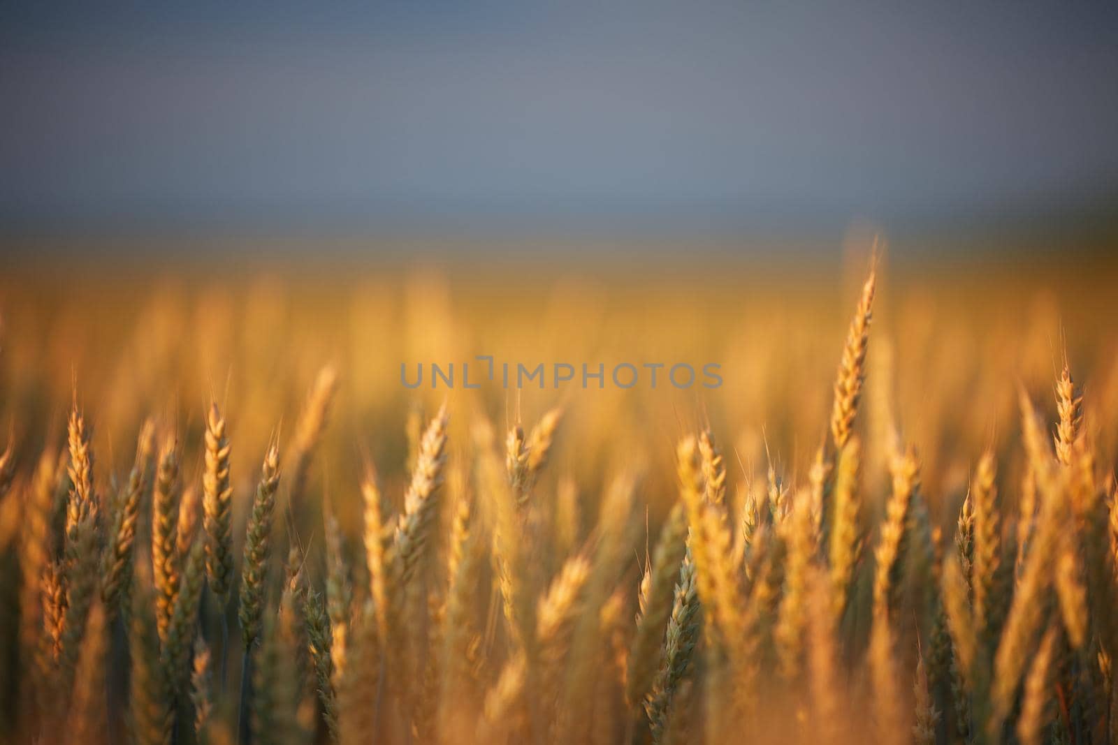 Wheat ears in the field, food background. Ears of wheat ripen in the field. Wheat field, agriculture, agricultural background. Ecological clean food, food safety. by EvgeniyQW
