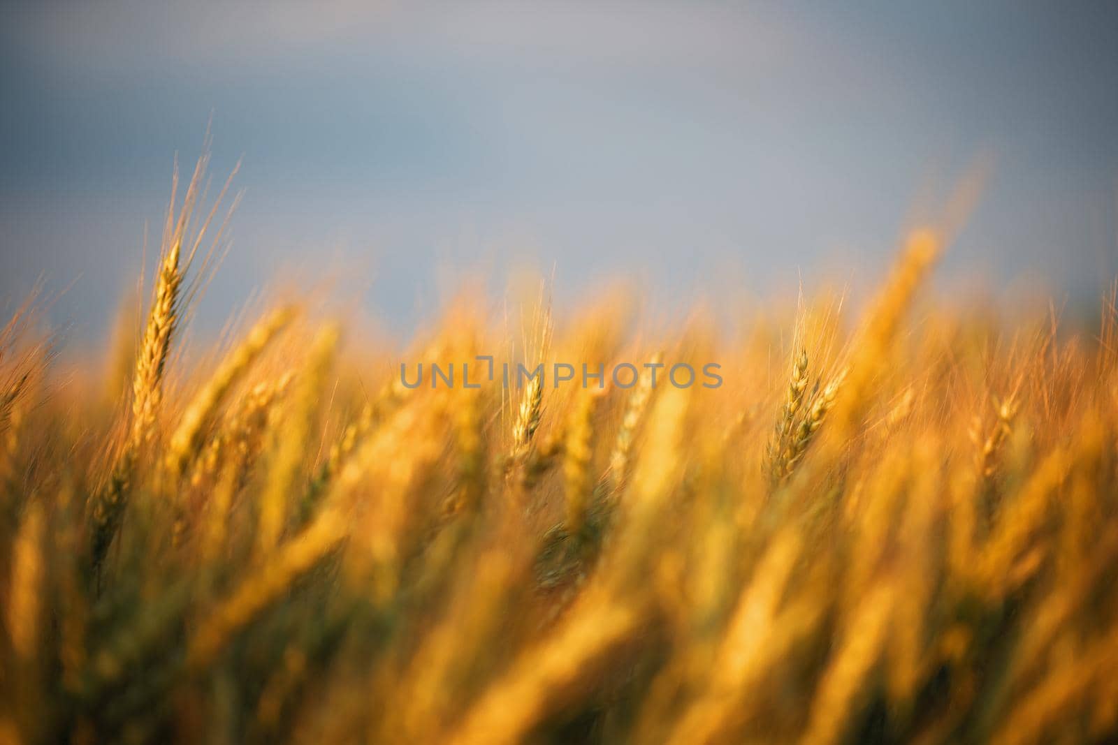 Wheat ears in the field, food background. Ears of wheat ripen in the field. Wheat field, agriculture, agricultural background. Ecological clean food, food safety.