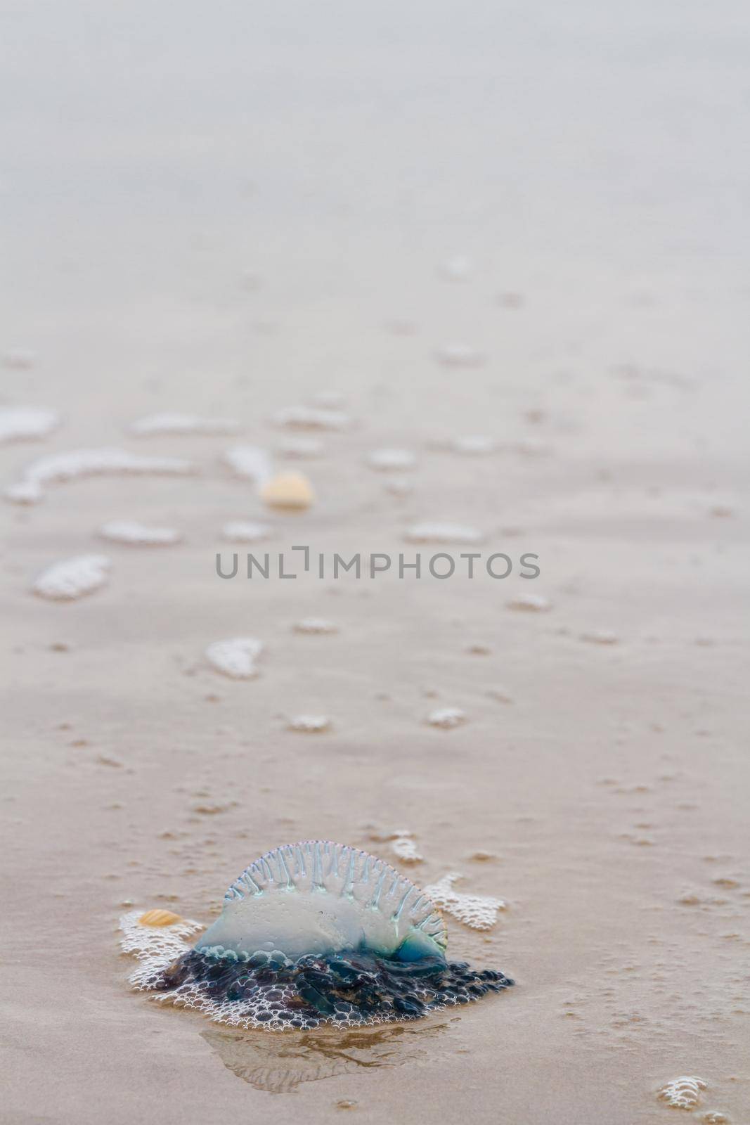 Jellyfish by arinahabich