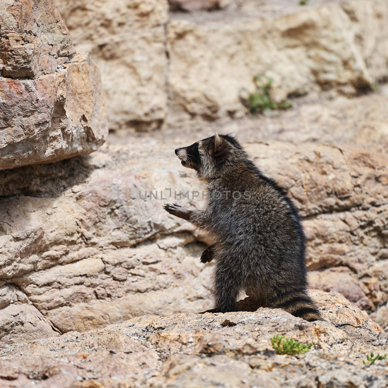 Wild Raccoon. Procyon lotor. Funny young raccoons live and play on a rock. Wildlife America.