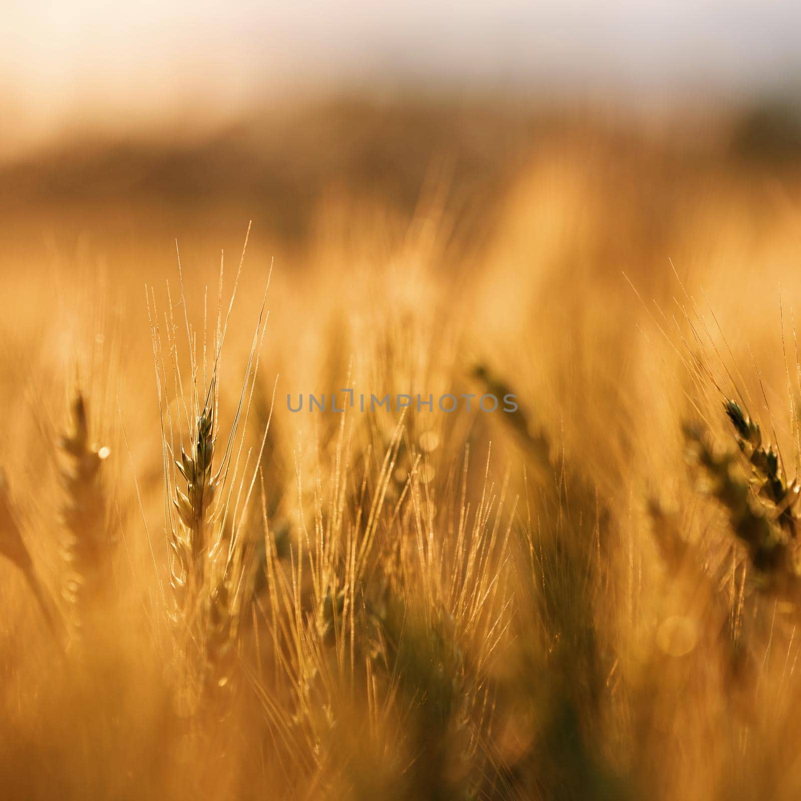 Wheat in the rays of dawn. Ears of wheat ripen in the field. Wheat field, agriculture, agricultural background. Ecological clean food, food safety. Green wheat fields.