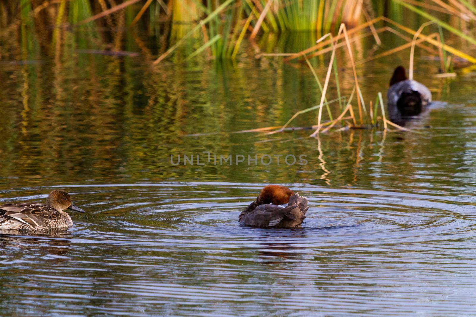 Redhead ducks in natural habitat on South Padre Island, TX.